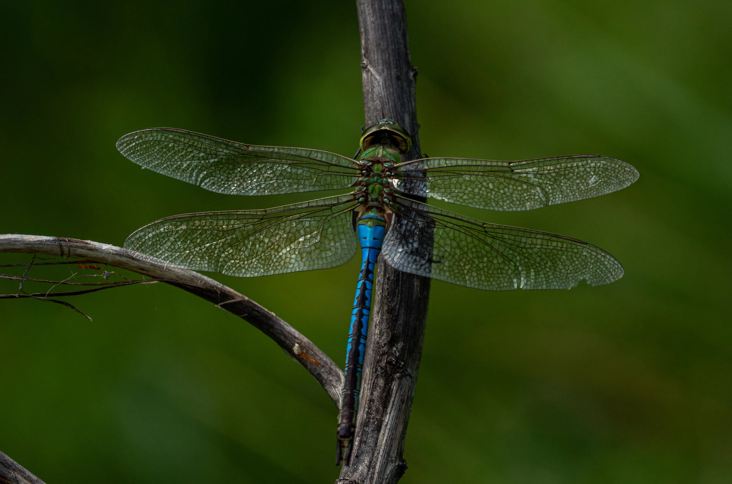 MekunaPhotography8MP (12 of 17)-2.jpg