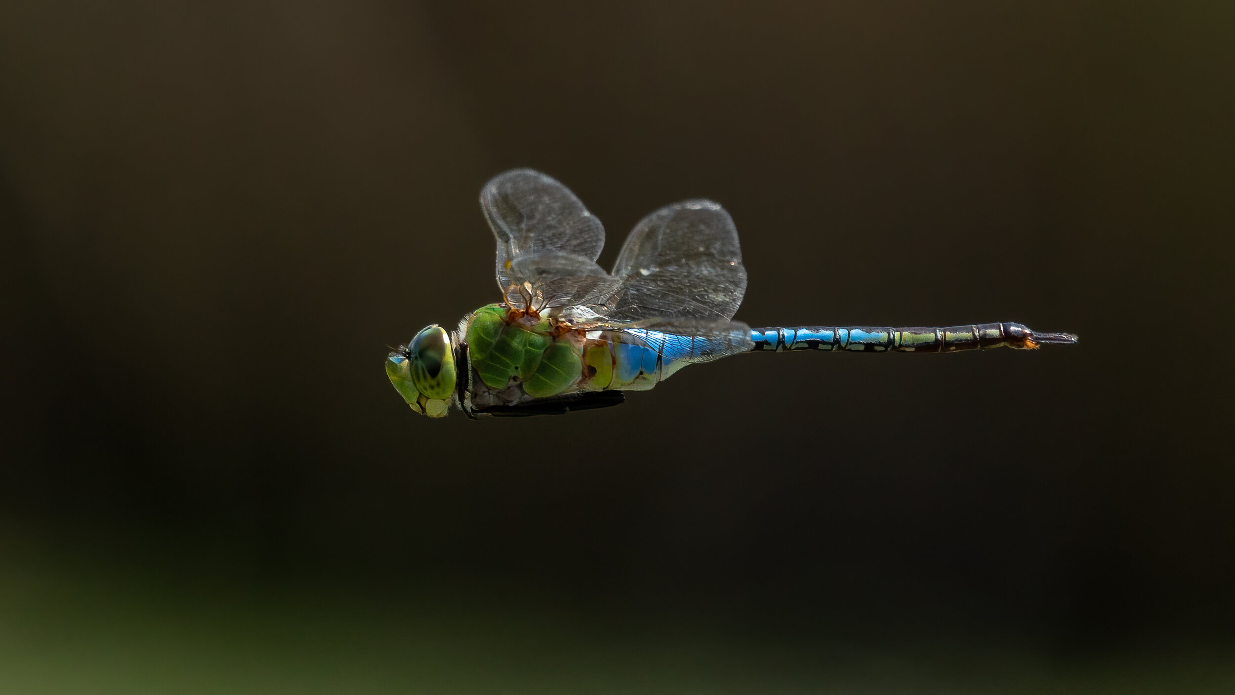 MekunaPhotography8MP (11 of 17)-2.jpg