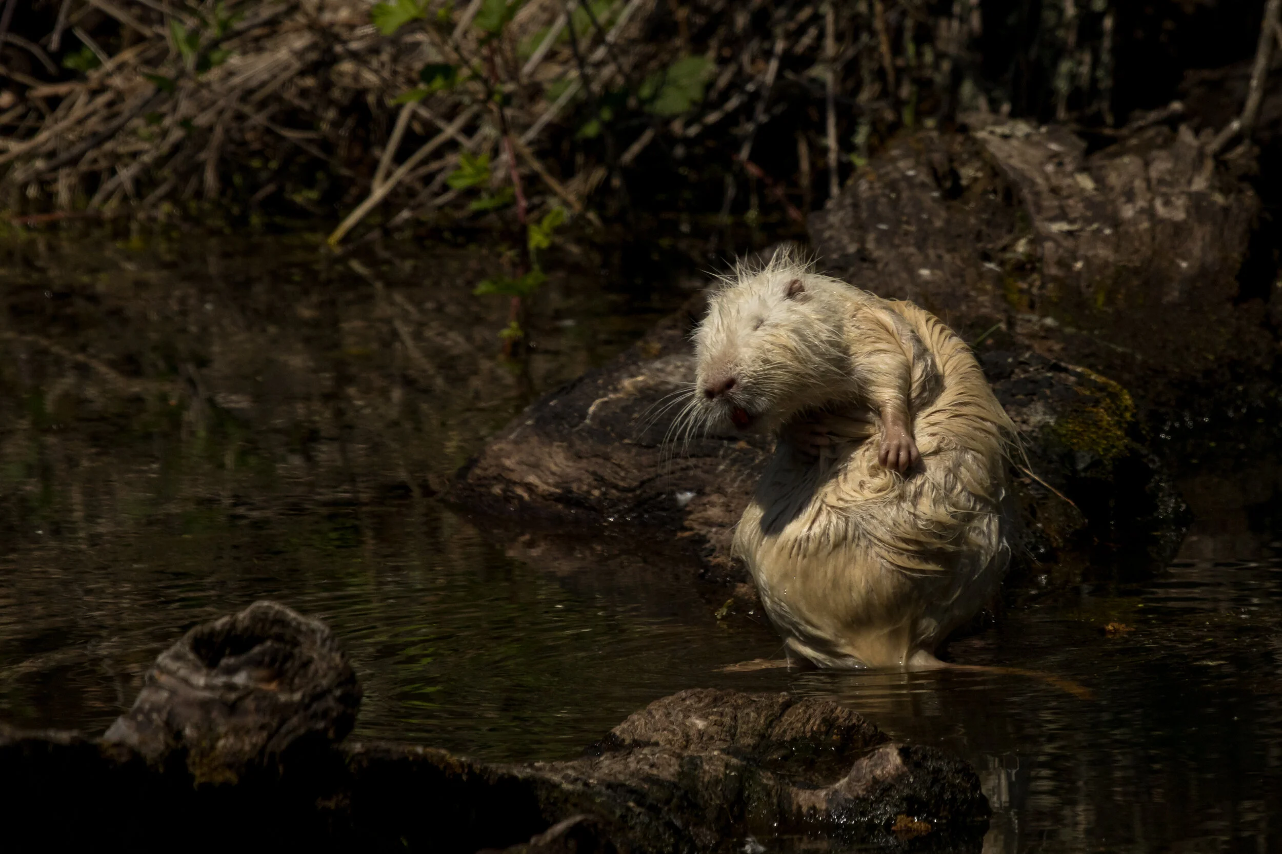 MekunaPhotography8MP (8 of 13)-2.jpg