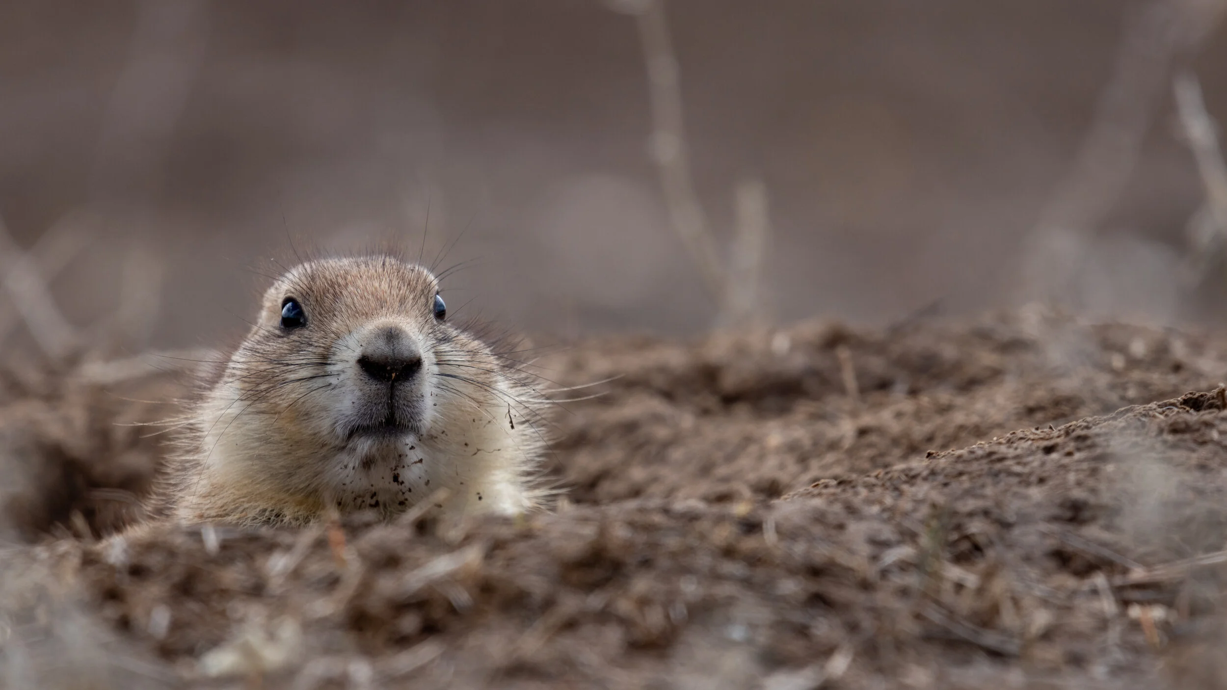 MekunaPhotography8MP (16 of 17).jpg