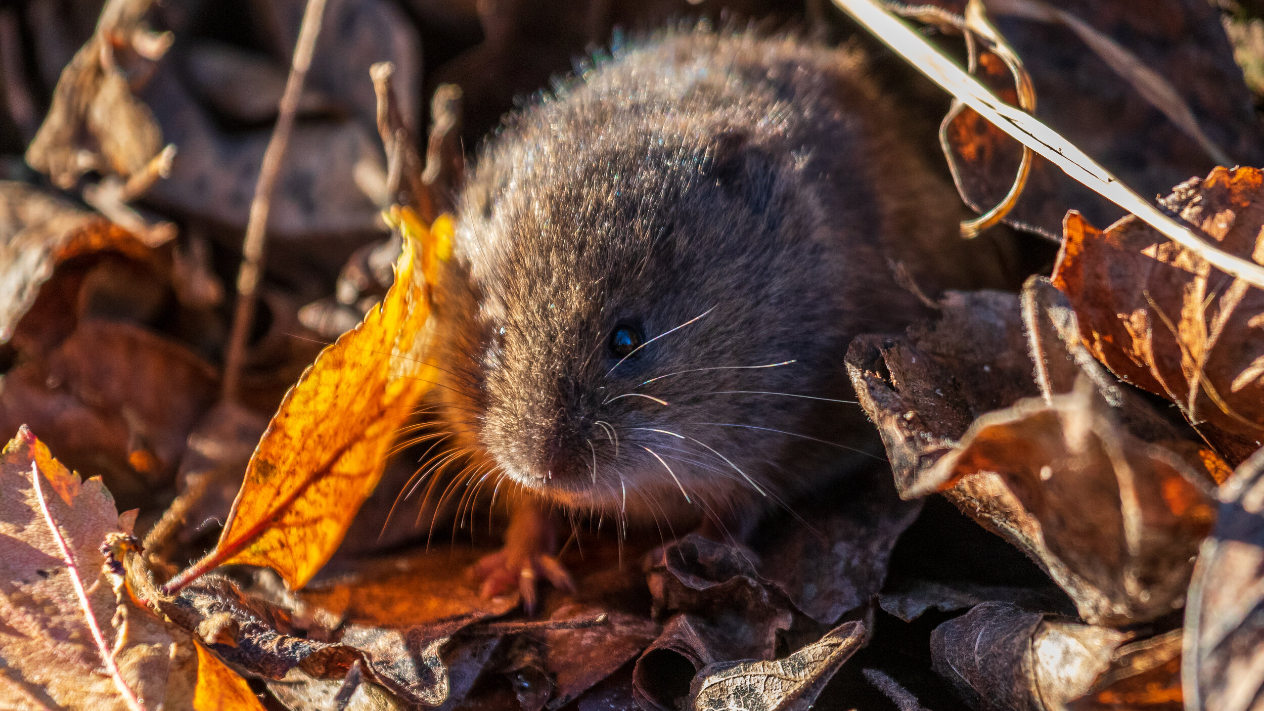 MekunaPhotography8MP (10 of 17).jpg