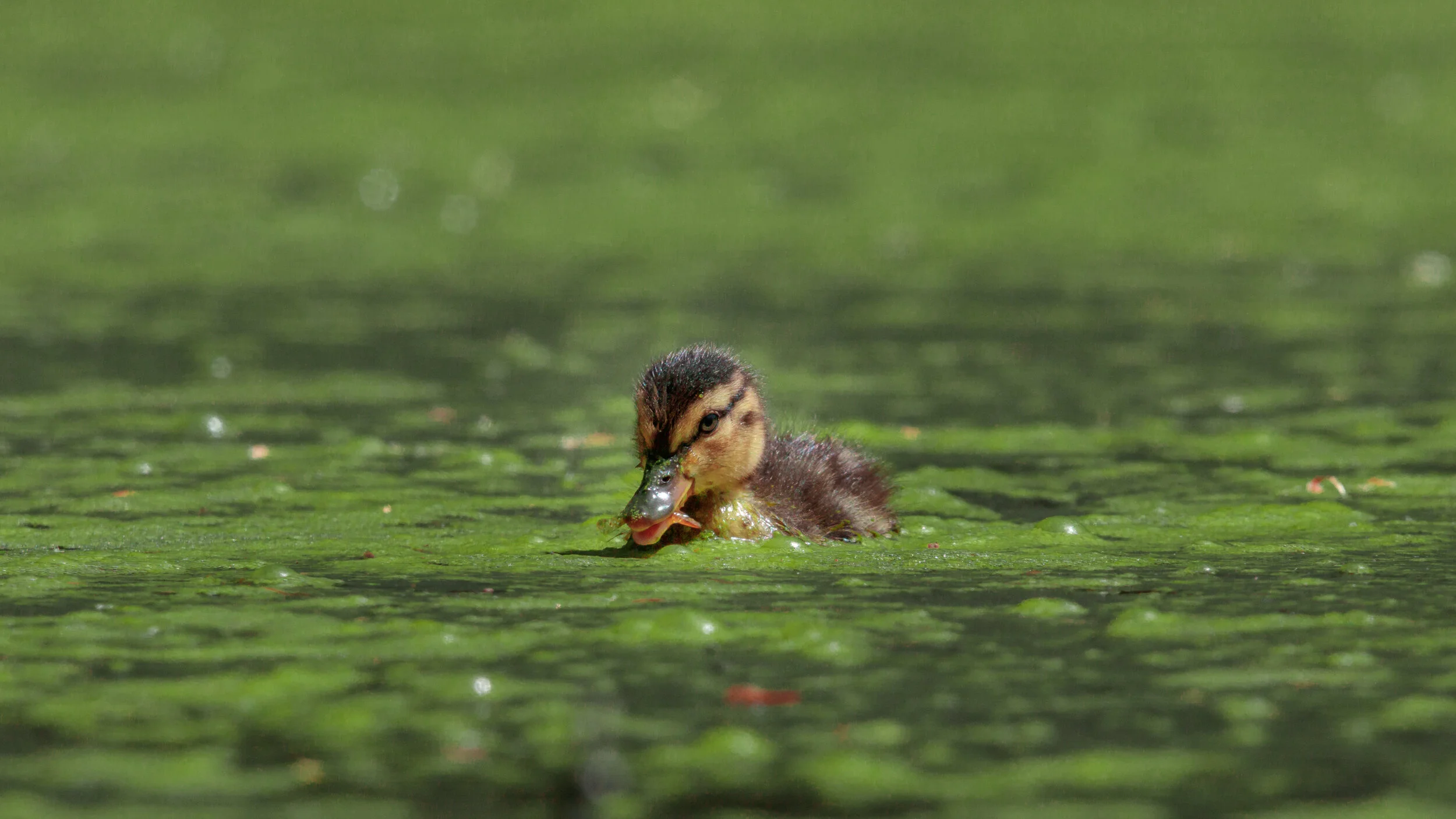 MekunaPhotography8MP (9 of 13)-2.jpg