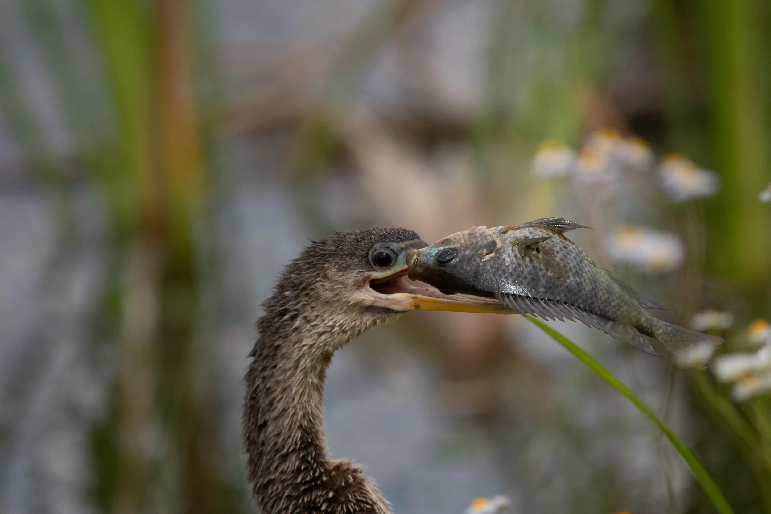 MekunaPhotography8MP (57 of 71).jpg