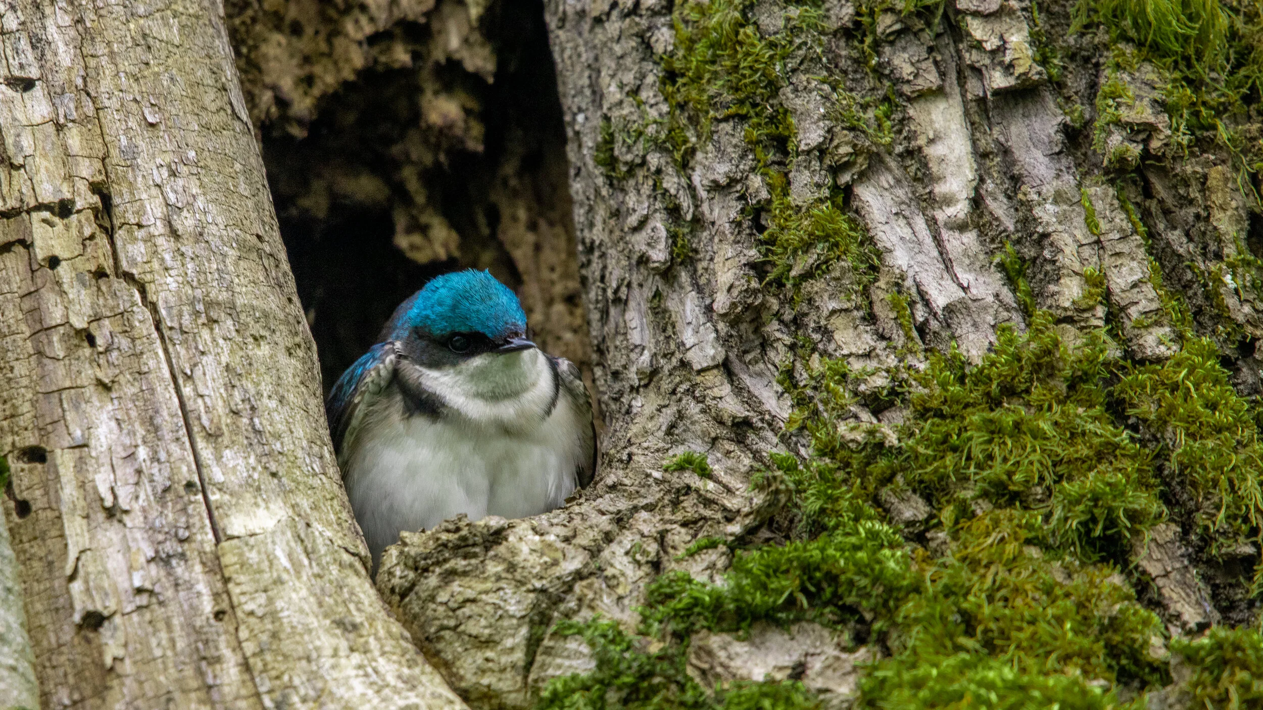 MekunaPhotography8MP (49 of 71).jpg