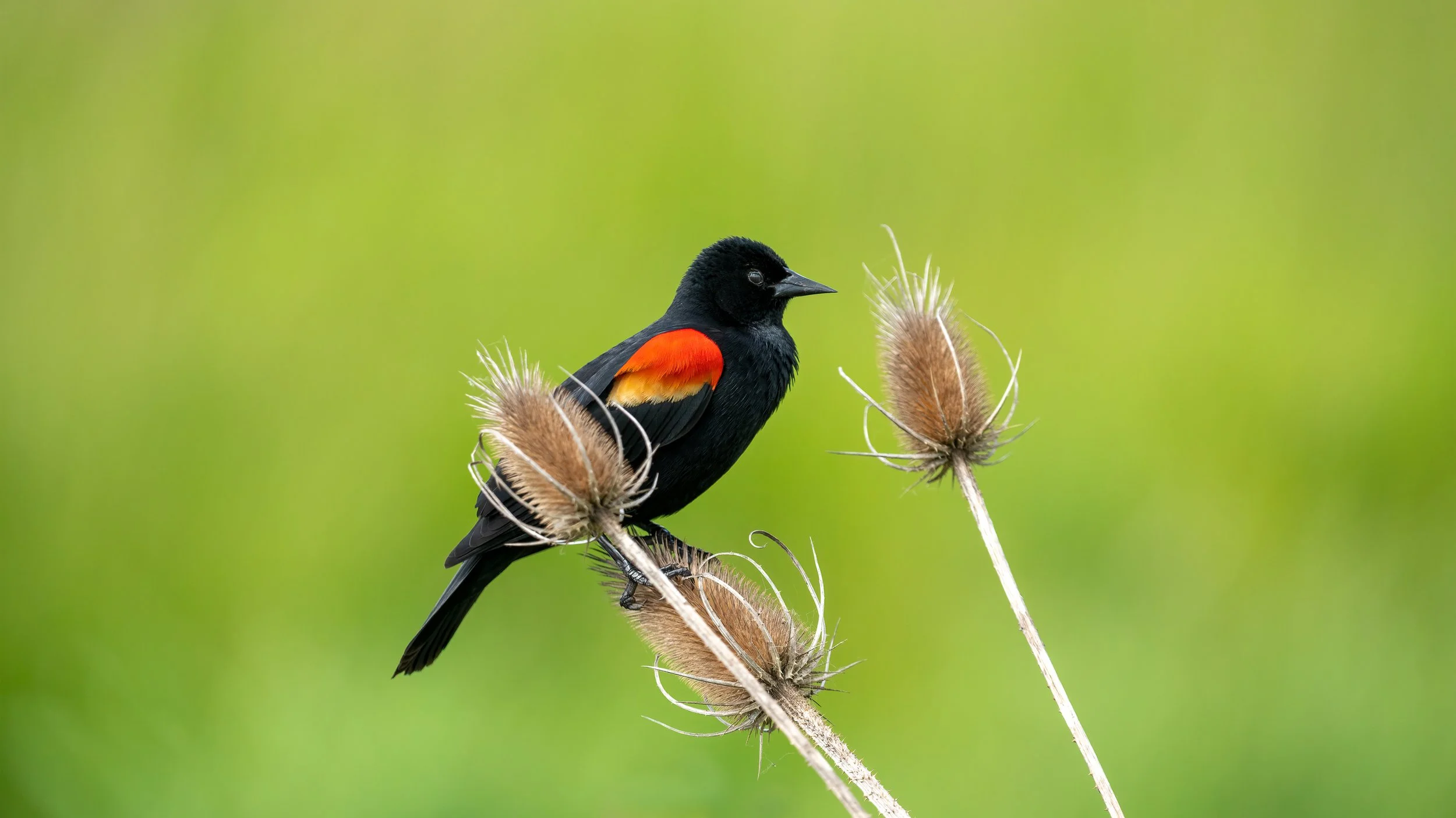 _DSC1872-Edit - Copy - Copy.jpg