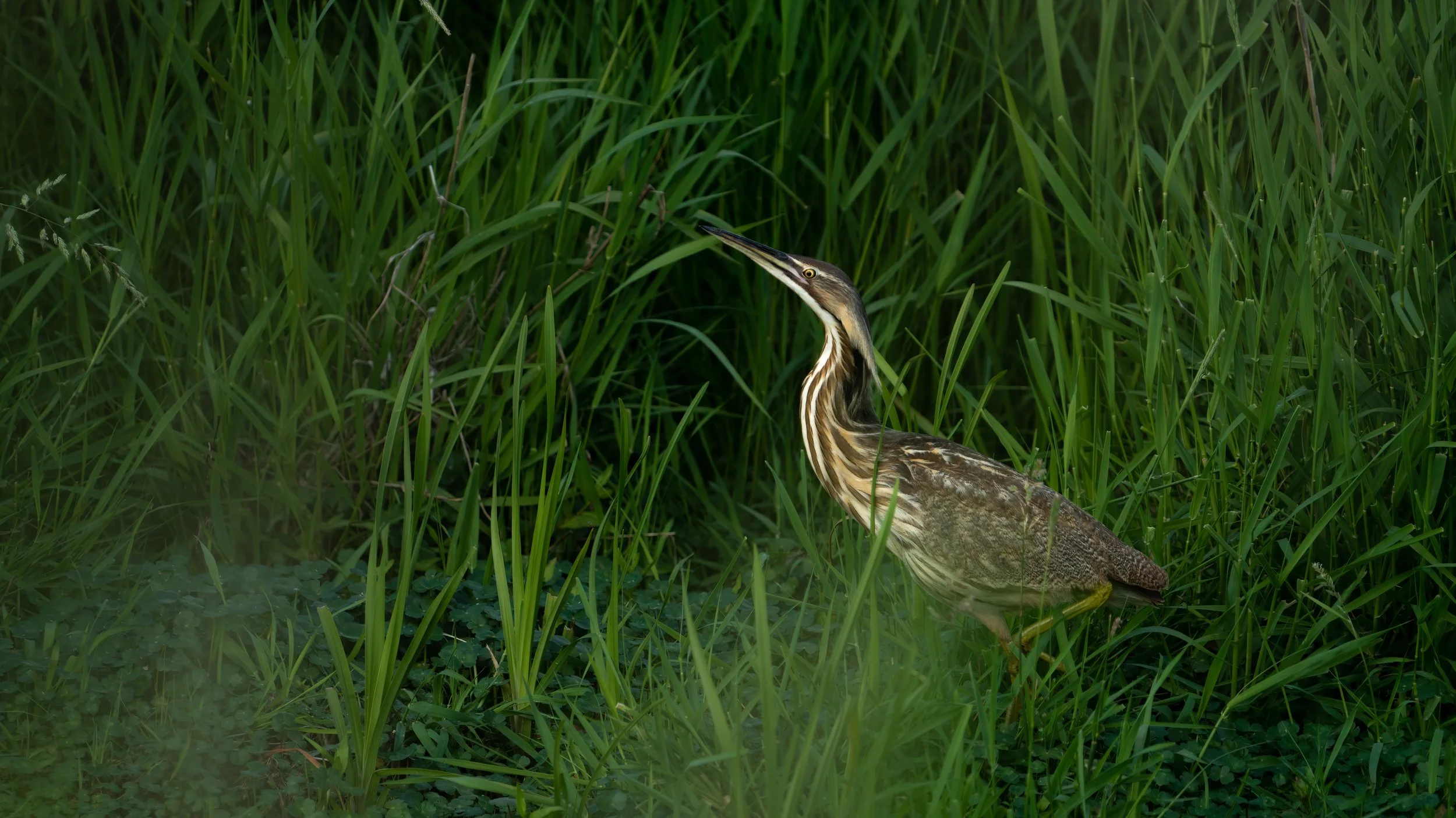 _DSC3518-Edit - Copy - Copy.jpg