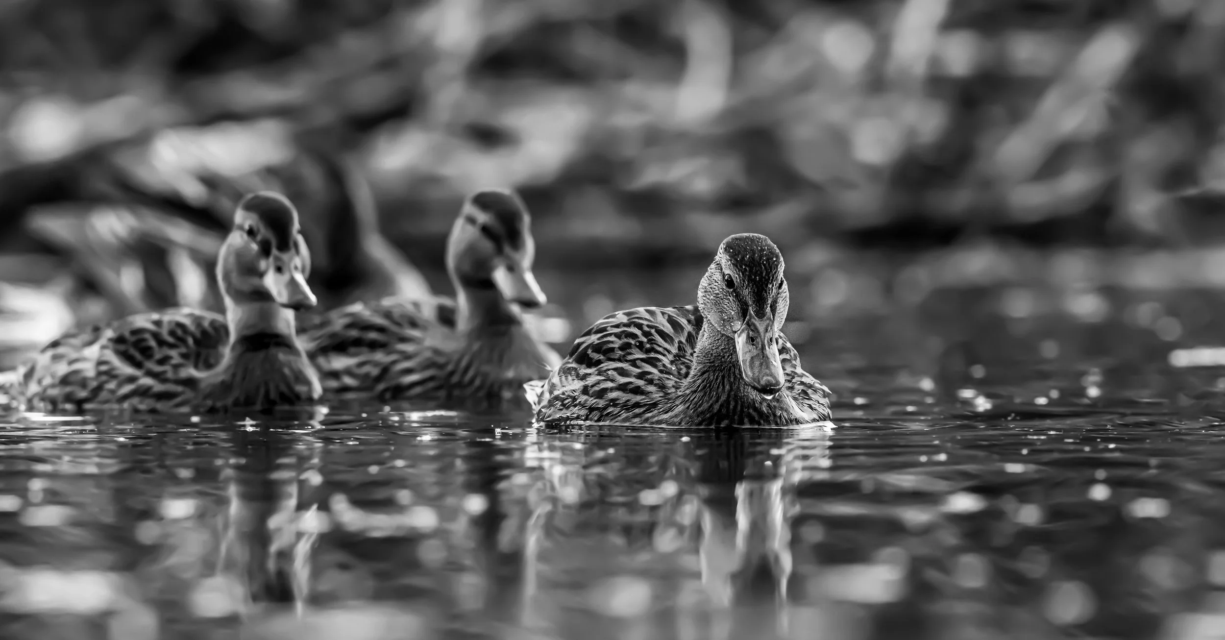 _DSC5632-Edit - Copy - Copy.jpg