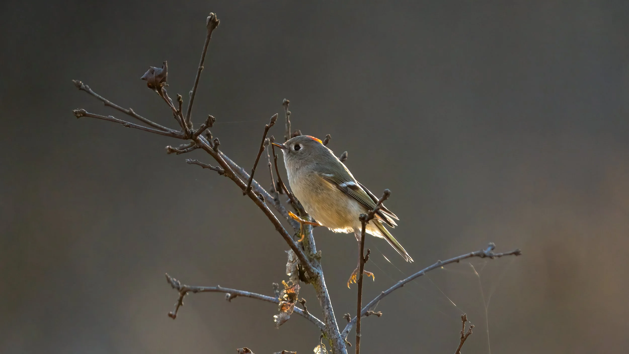 _DSC4333-Edit - Copy - Copy.jpg