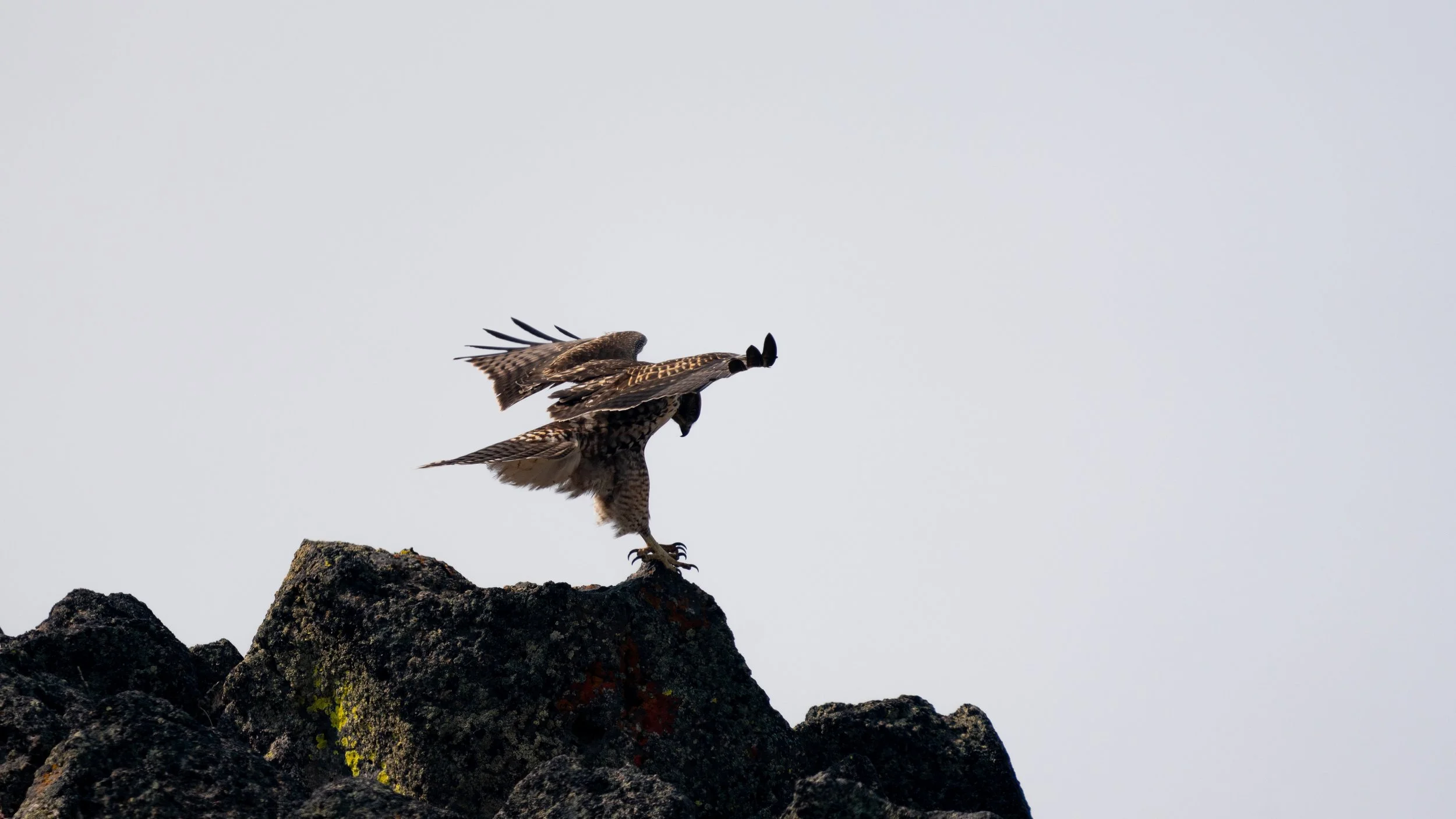 _DSC5922 - Copy - Copy.jpg