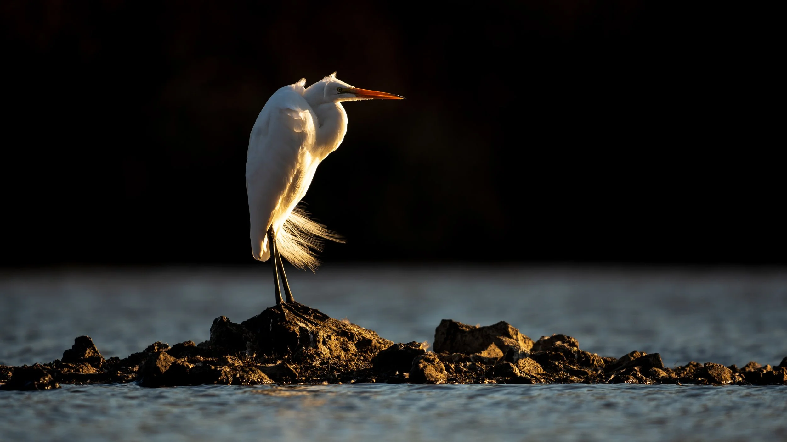 _DSC7820 - Copy - Copy.jpg