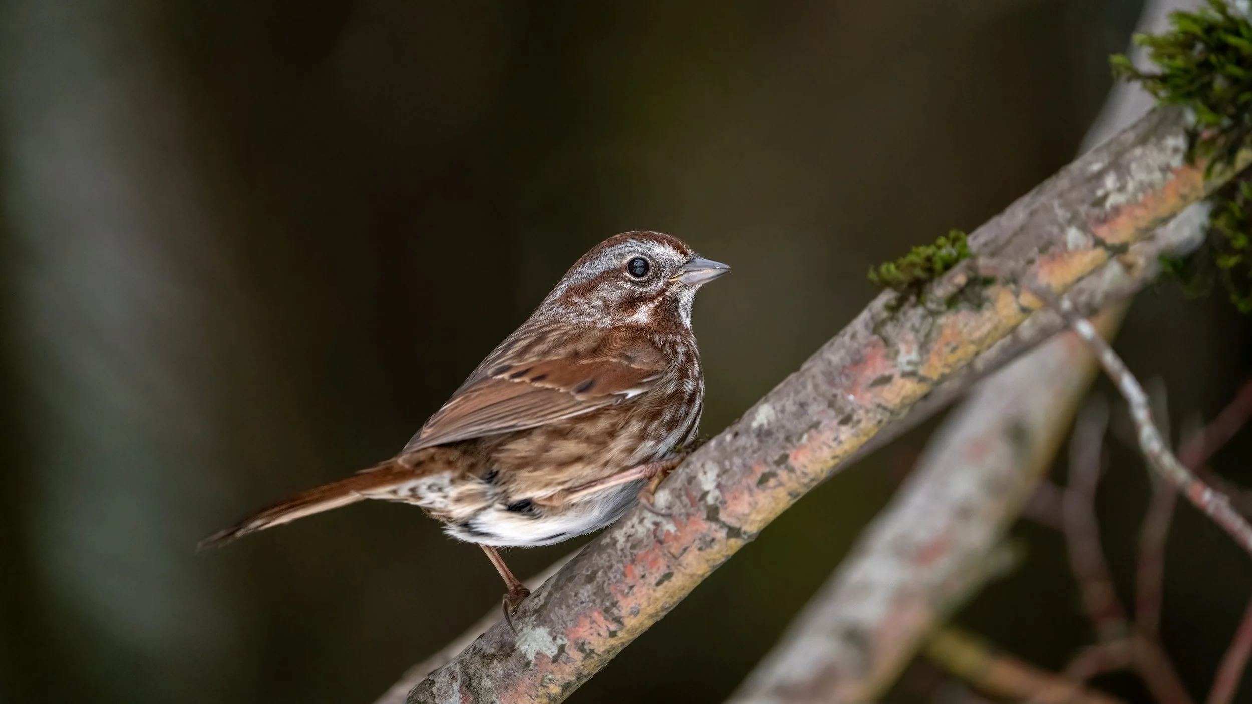 _DSC6868-Edit - Copy - Copy.jpg