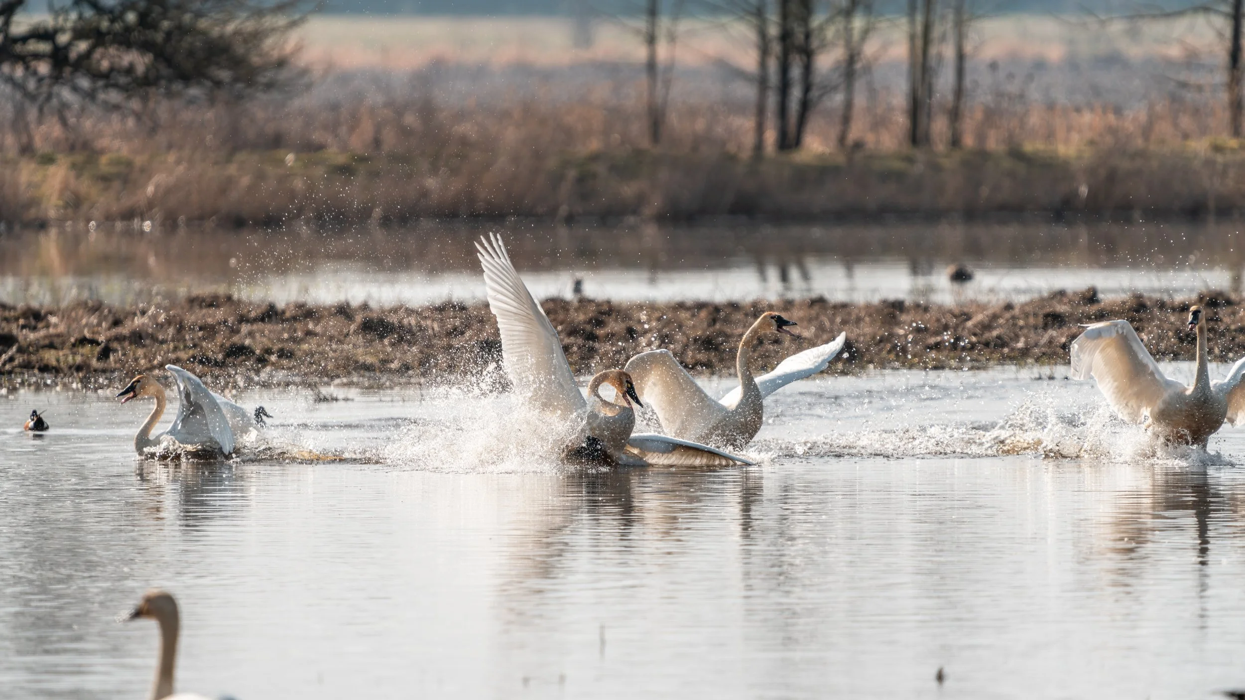 _DSC7984-Edit - Copy - Copy.jpg