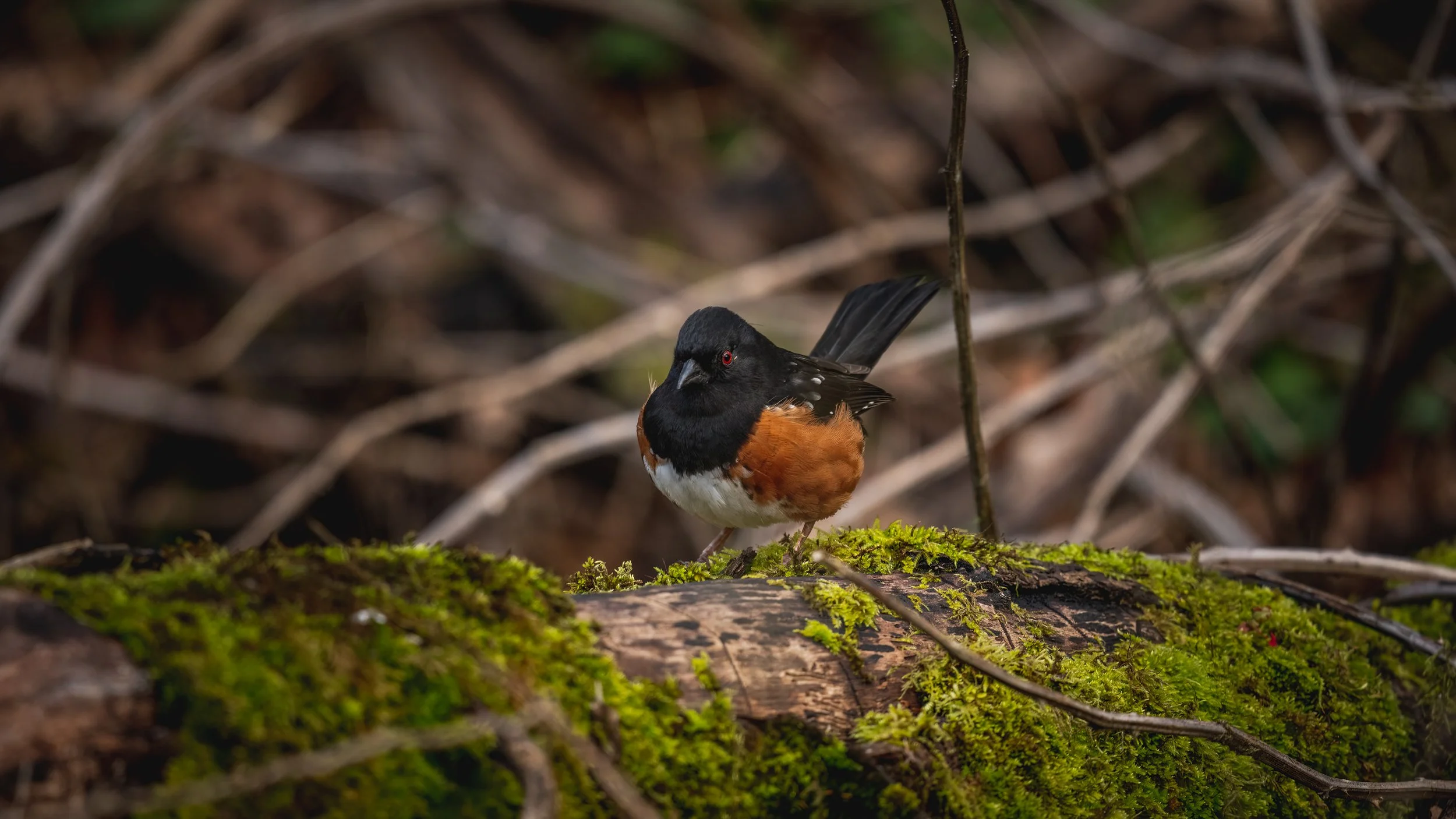 _DSC9044-Edit - Copy - Copy.jpg