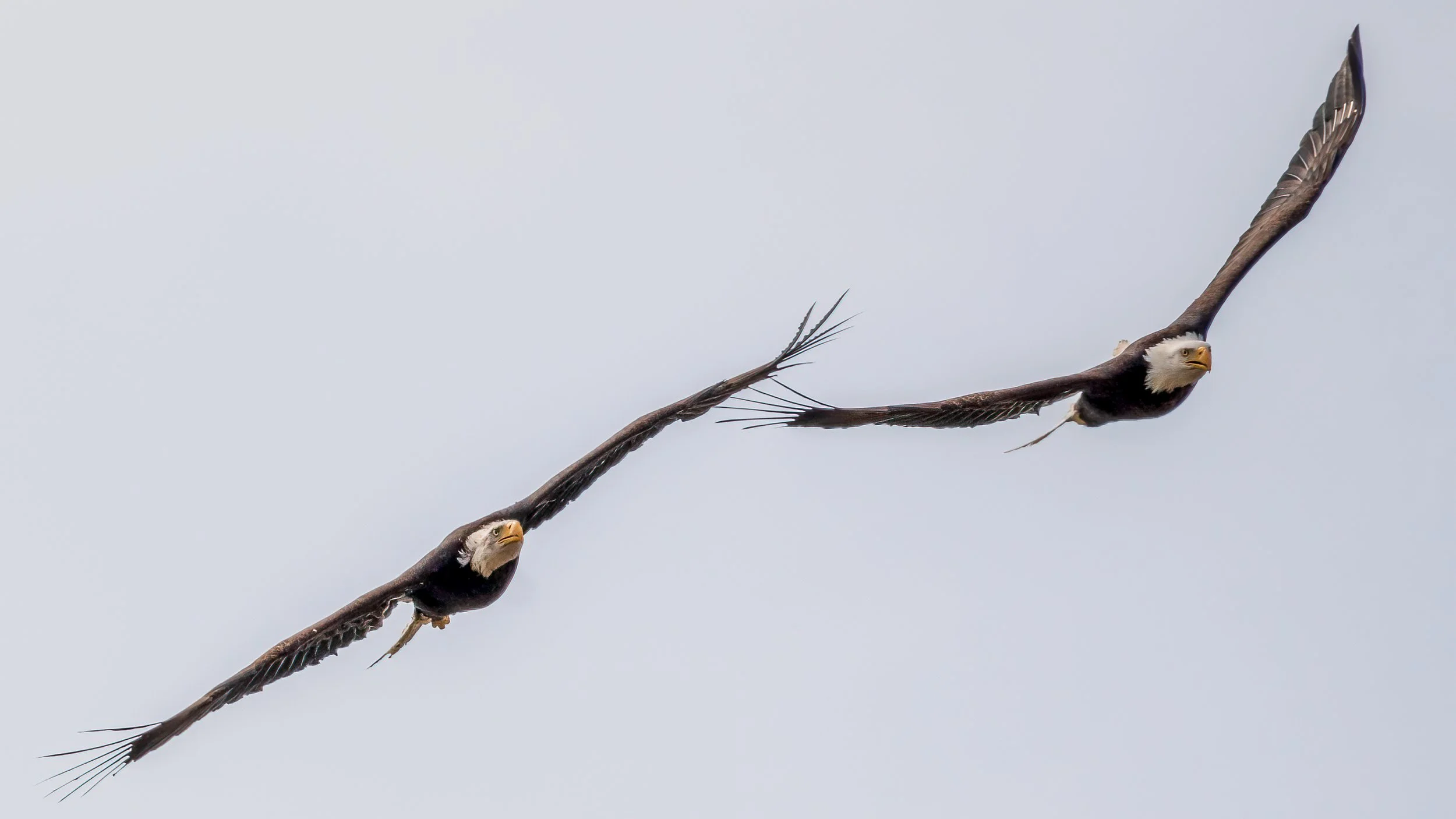 _DSC9437-Edit - Copy - Copy.jpg