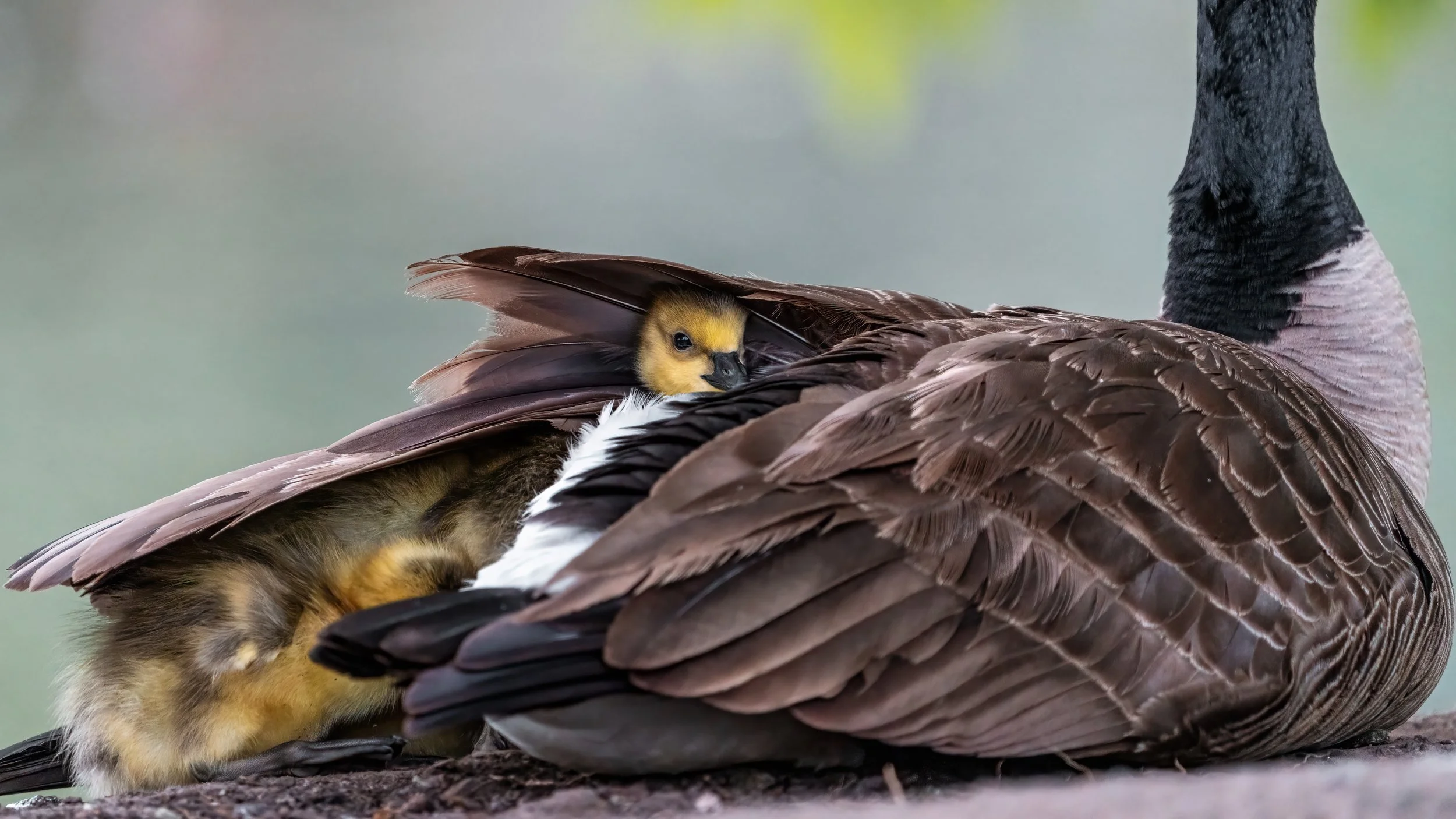 _DSC9581-Edit - Copy - Copy.jpg