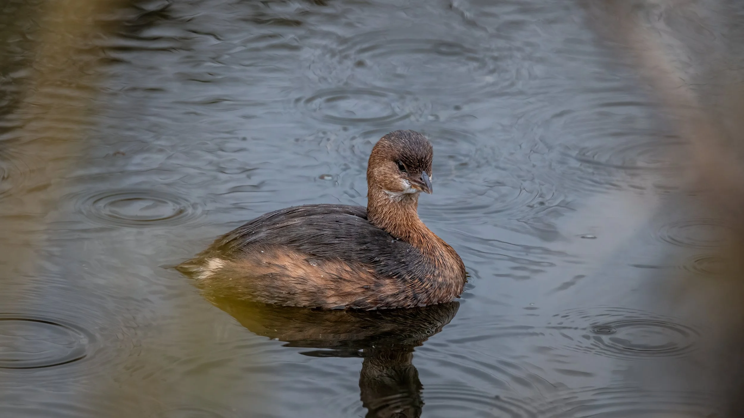 _I8A1900-Edit-2-Edit - Copy - Copy.jpg