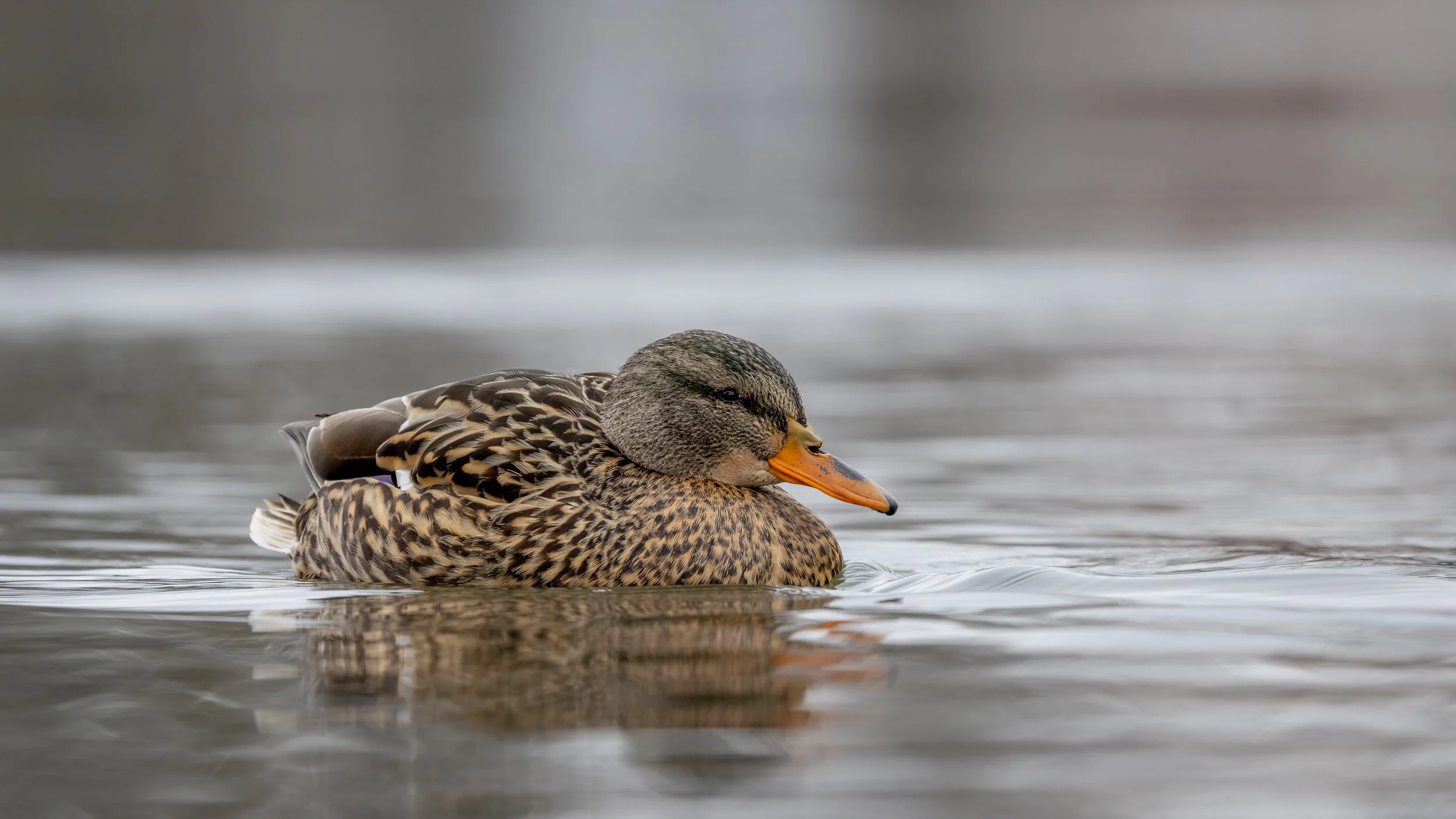 _I8A3609-Edit - Copy.jpg