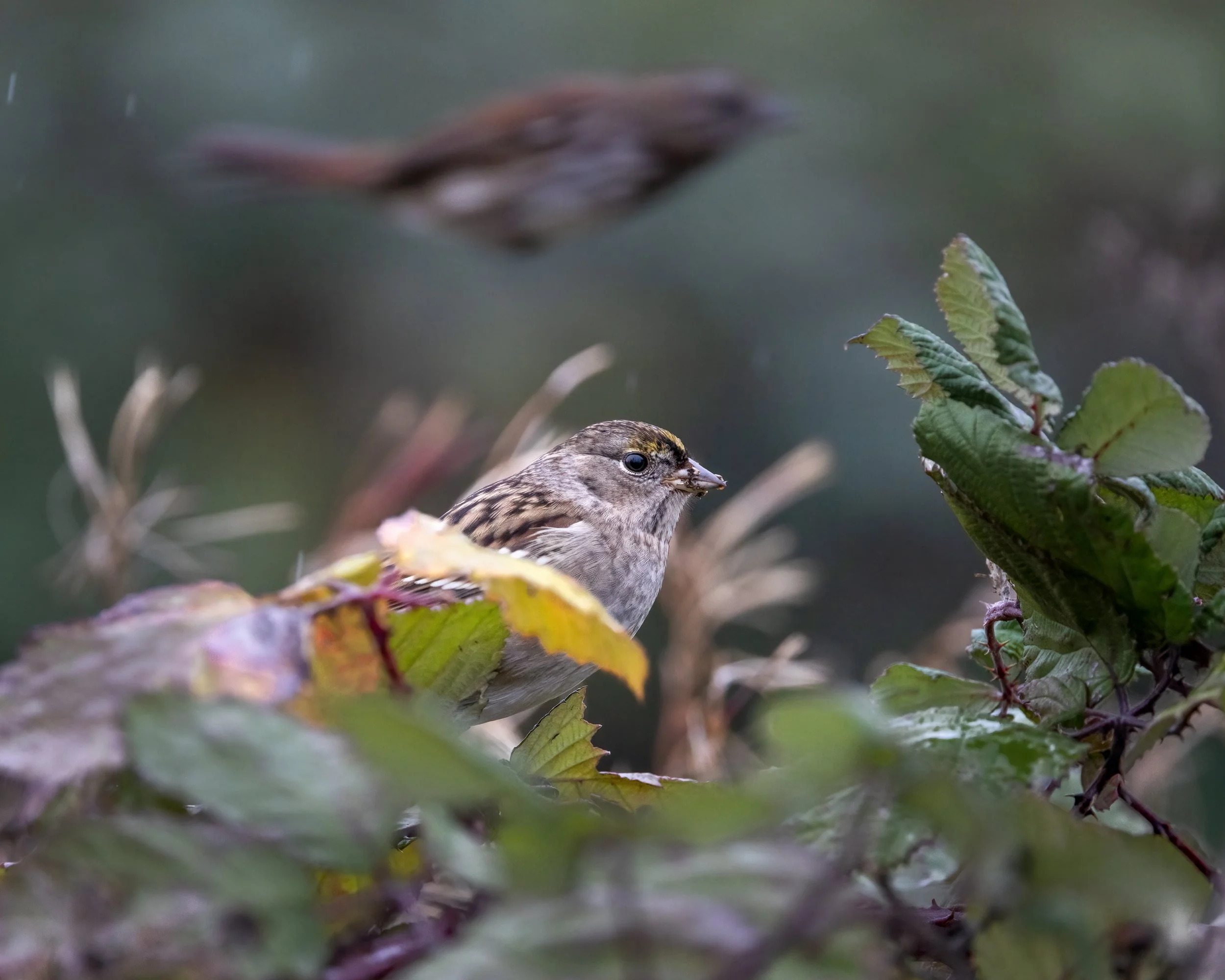 _I8A1944-Edit - Copy - Copy.jpg