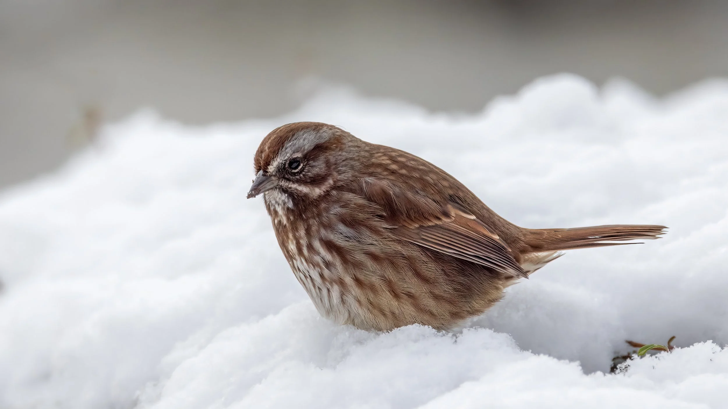 _I8A4341-Edit - Copy.jpg