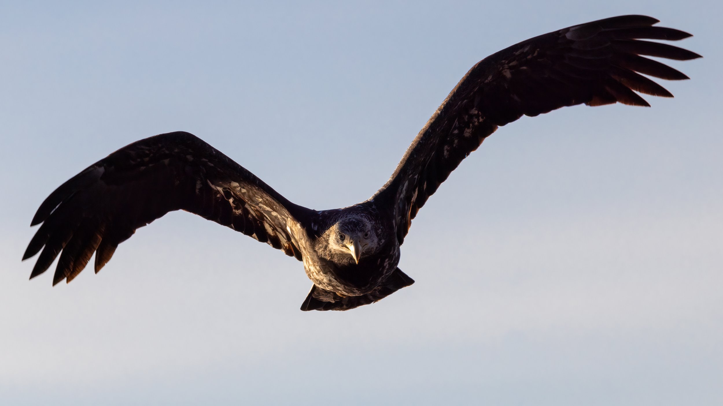 _I8A4930-Edit - Copy.jpg