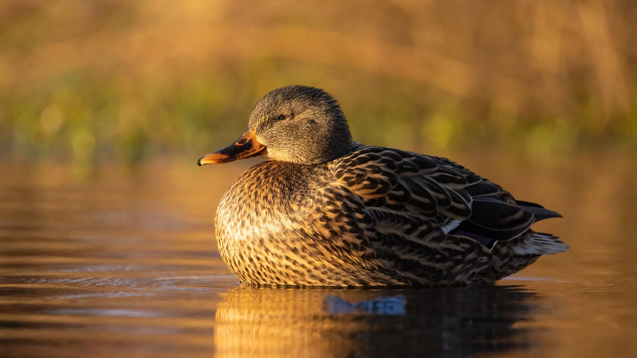 _I8A5469-Edit - Copy.jpg