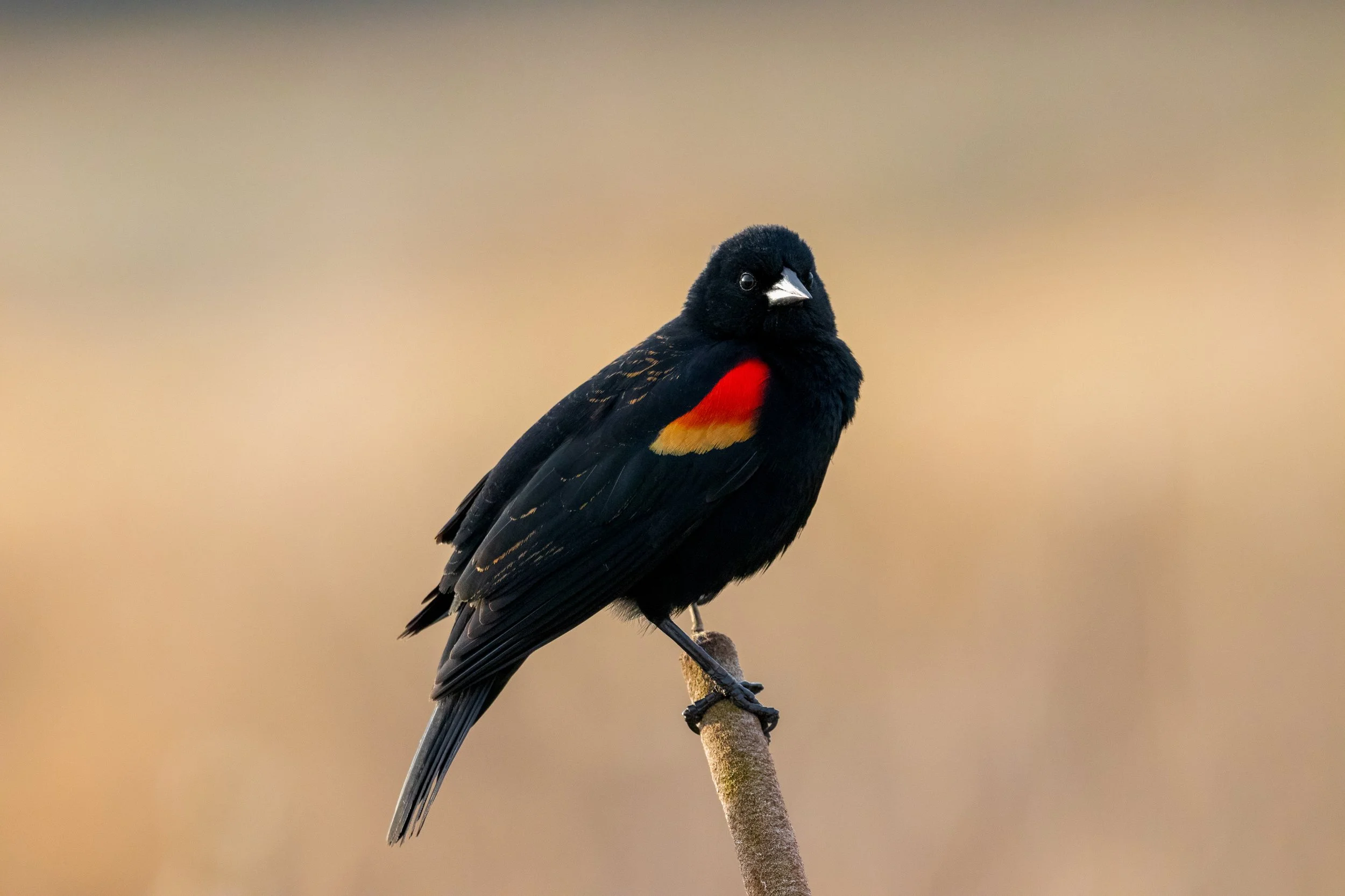 _MG_2133-Edit - Copy - Copy.jpg