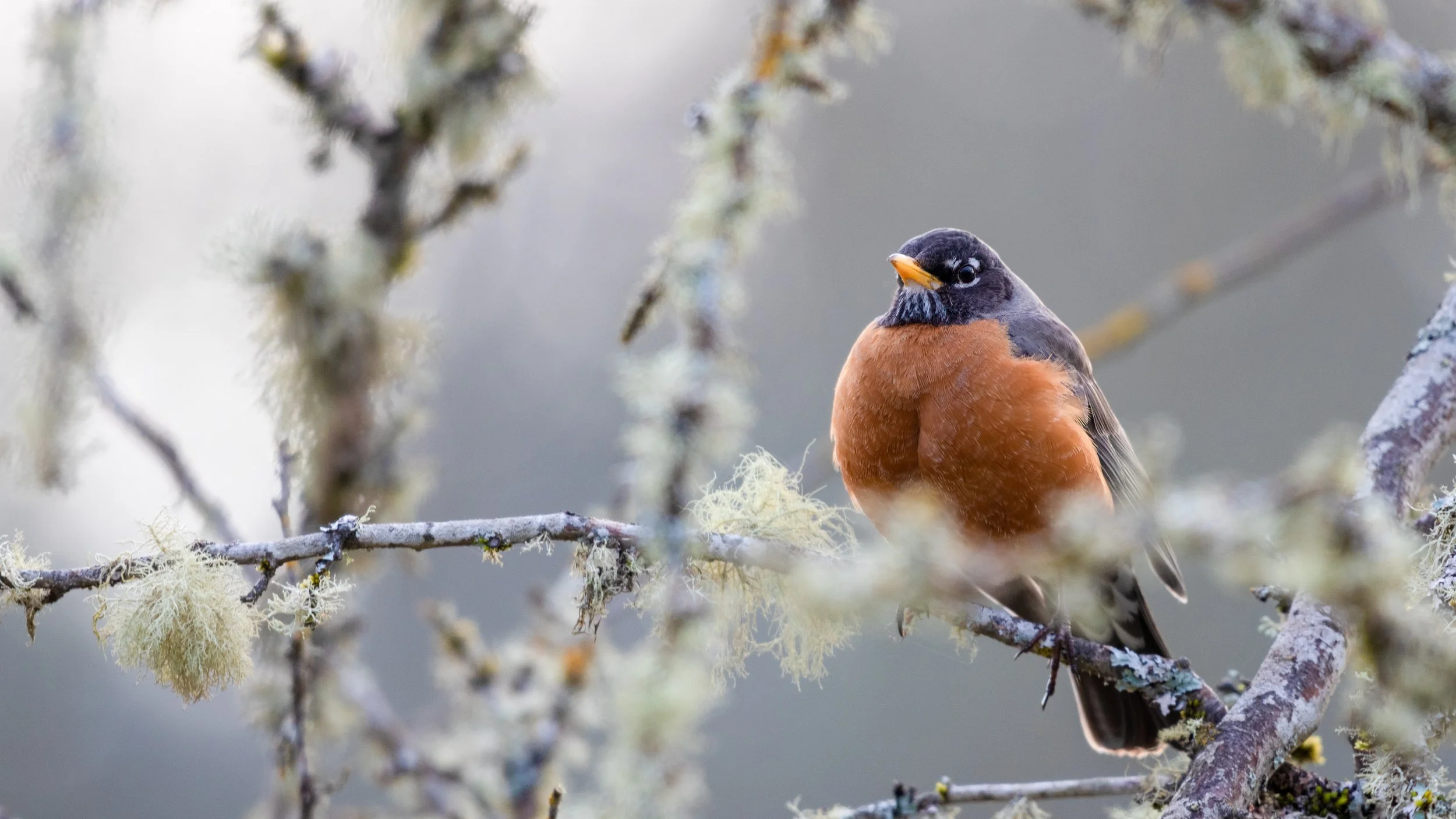 _MG_2165-Edit - Copy - Copy.jpg