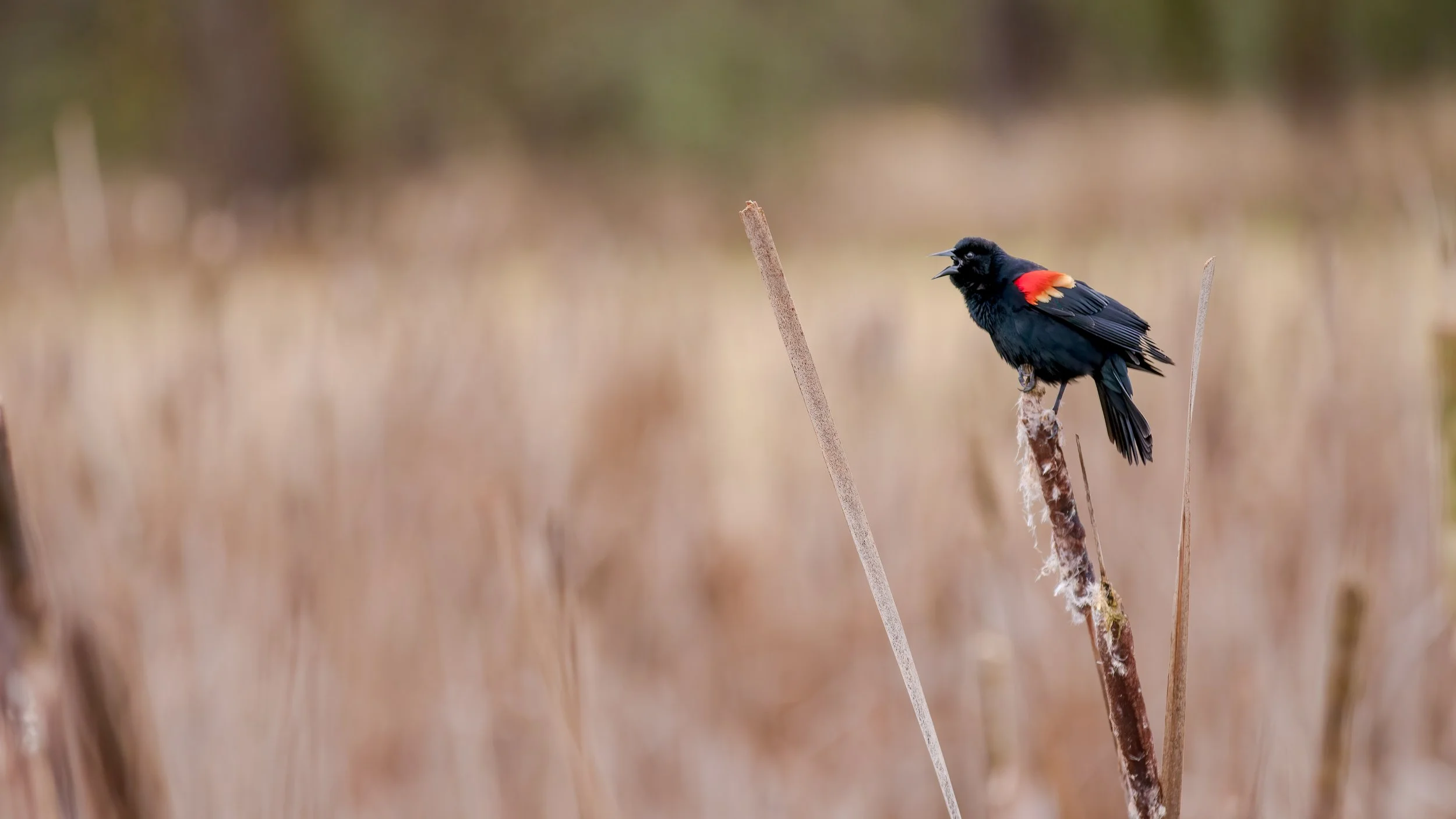 _MG_7413-Edit - Copy - Copy.jpg