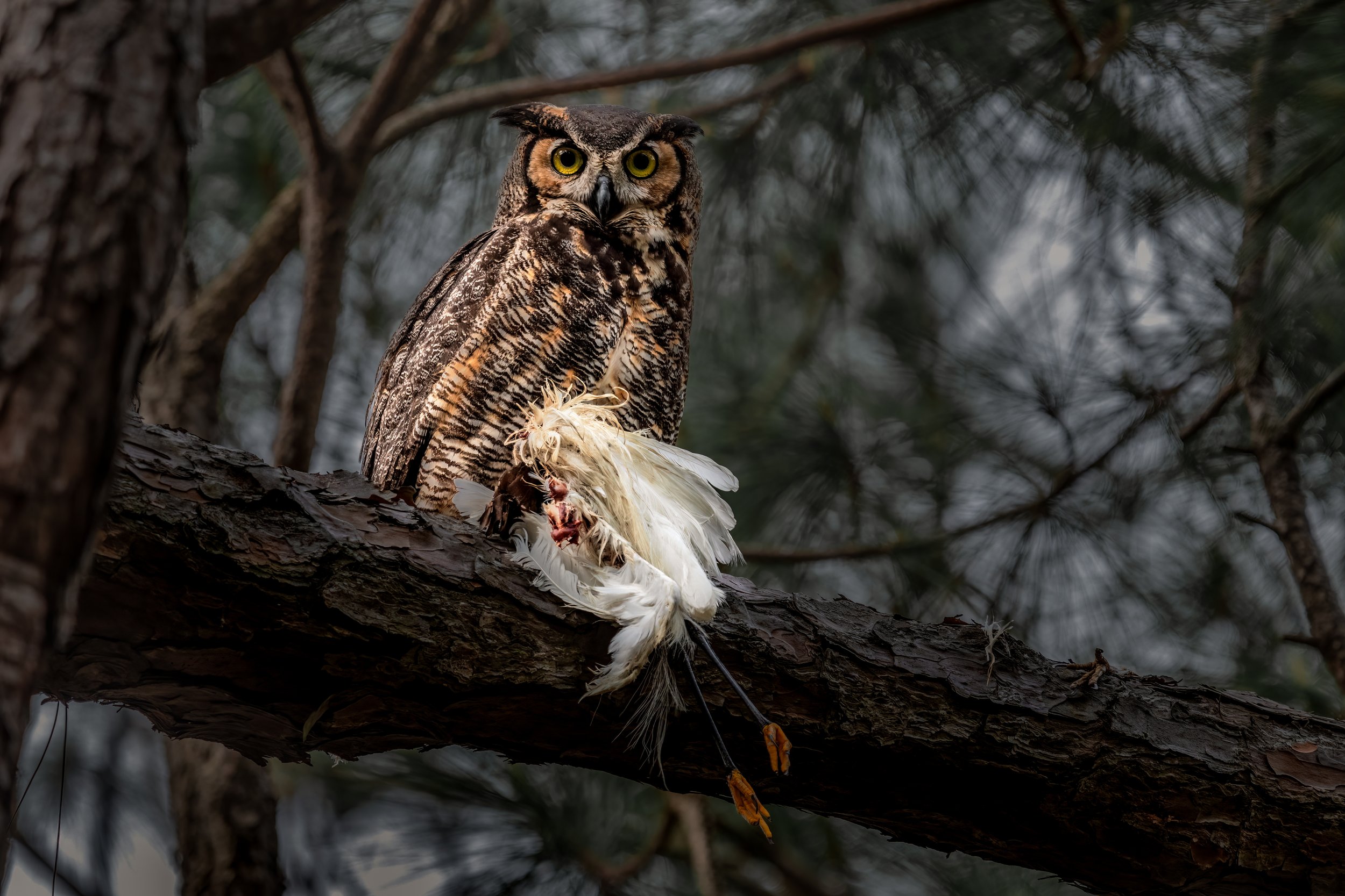 _MG_8239-Edit - Copy - Copy.jpg