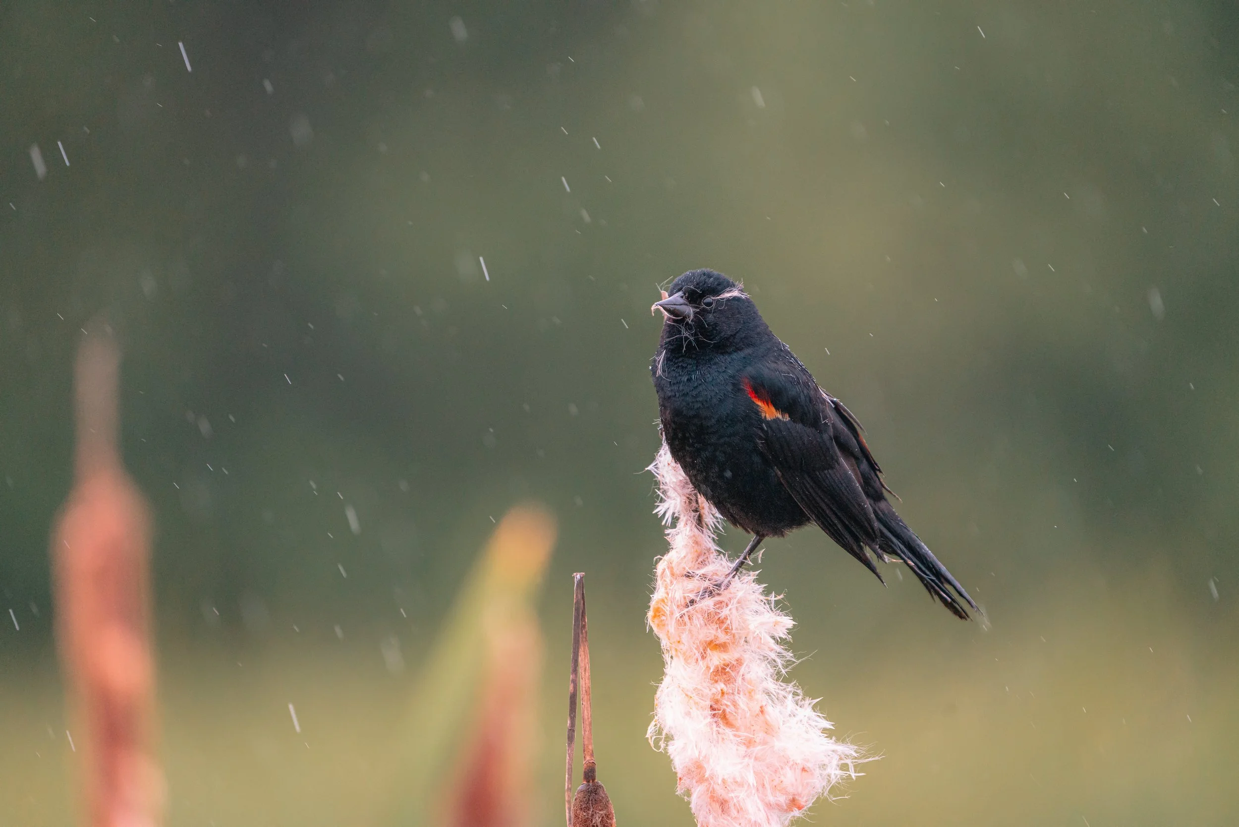 Maxwell Fishback Photography (74 of 133) - Copy - Copy.jpg