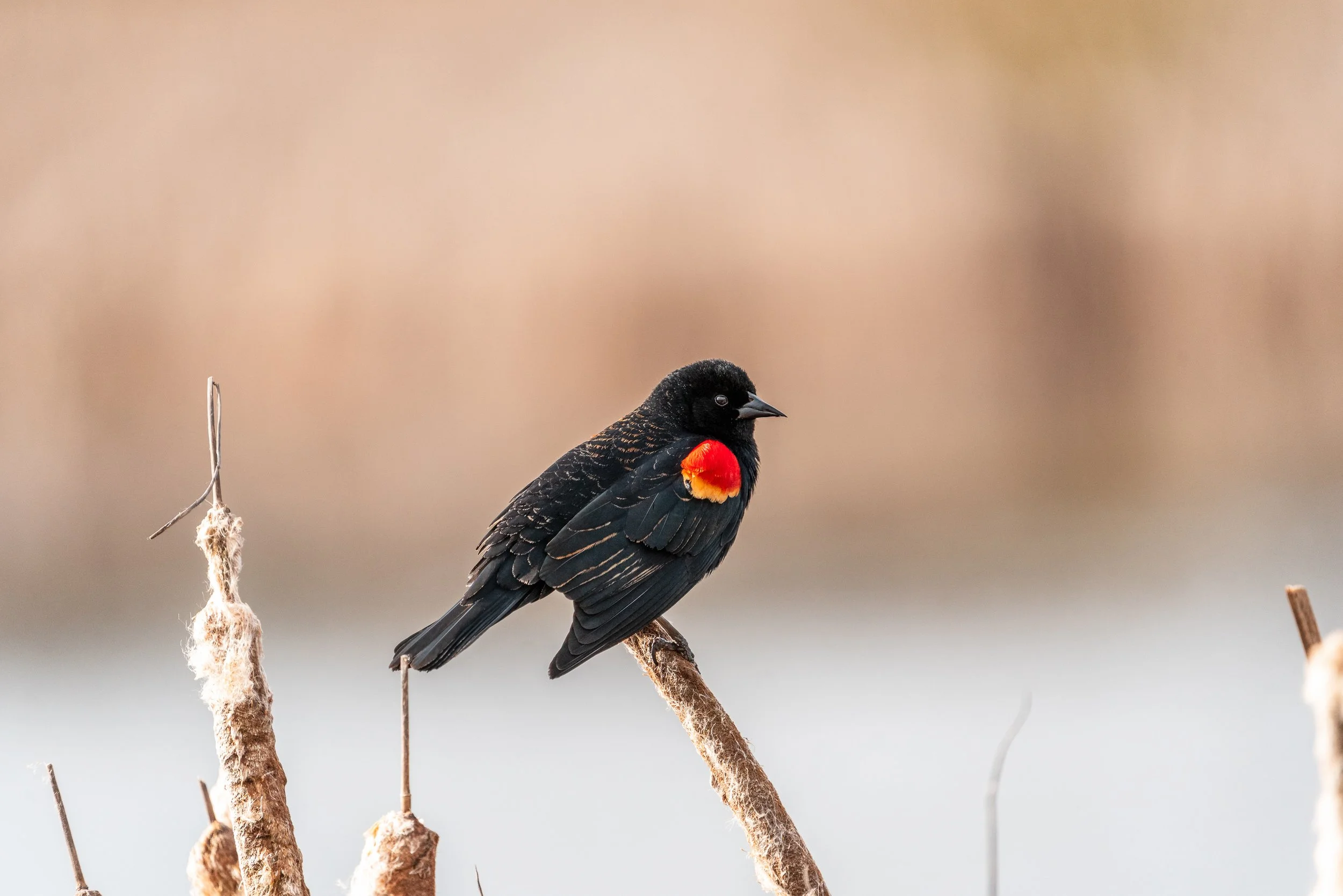 Maxwell Fishback Photography (127 of 133) - Copy - Copy.jpg