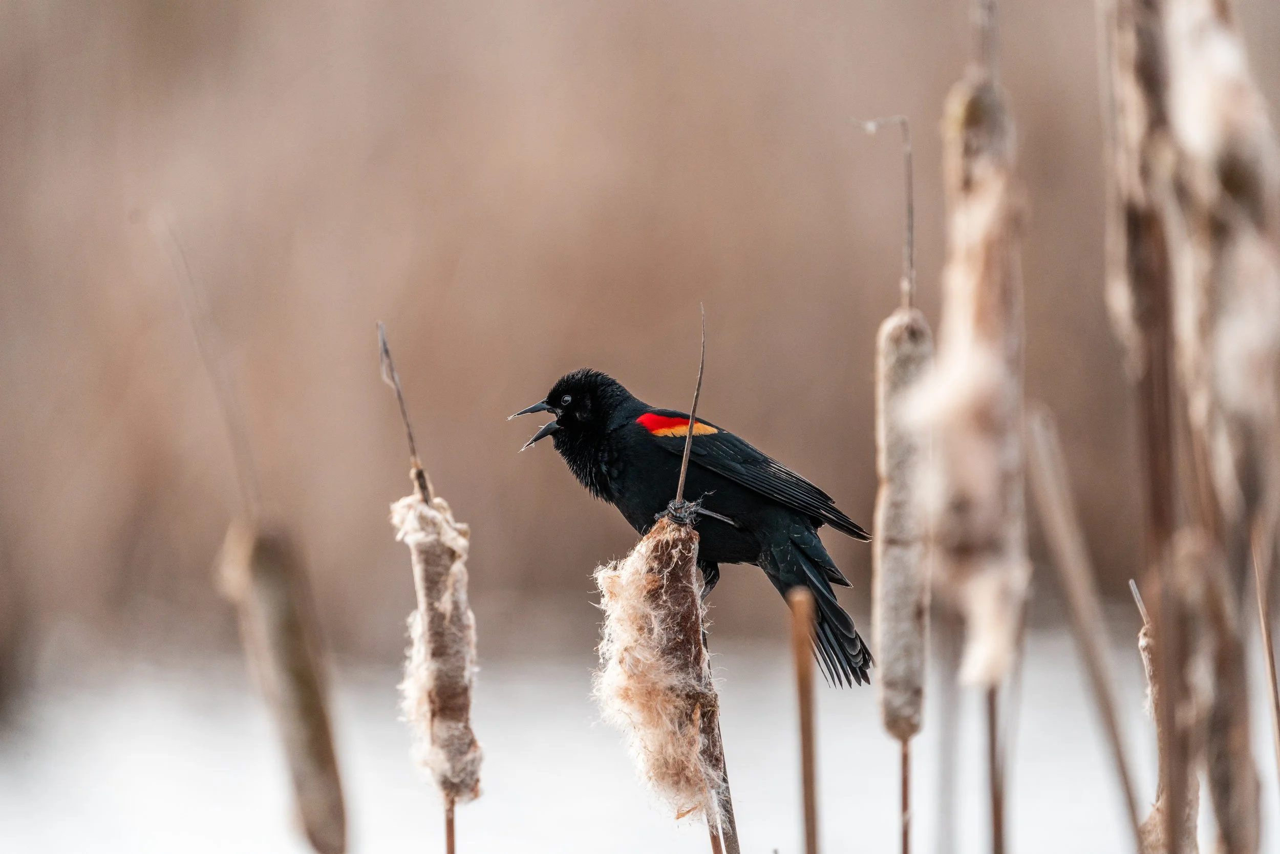 Maxwell Fishback Photography (126 of 133) - Copy - Copy.jpg