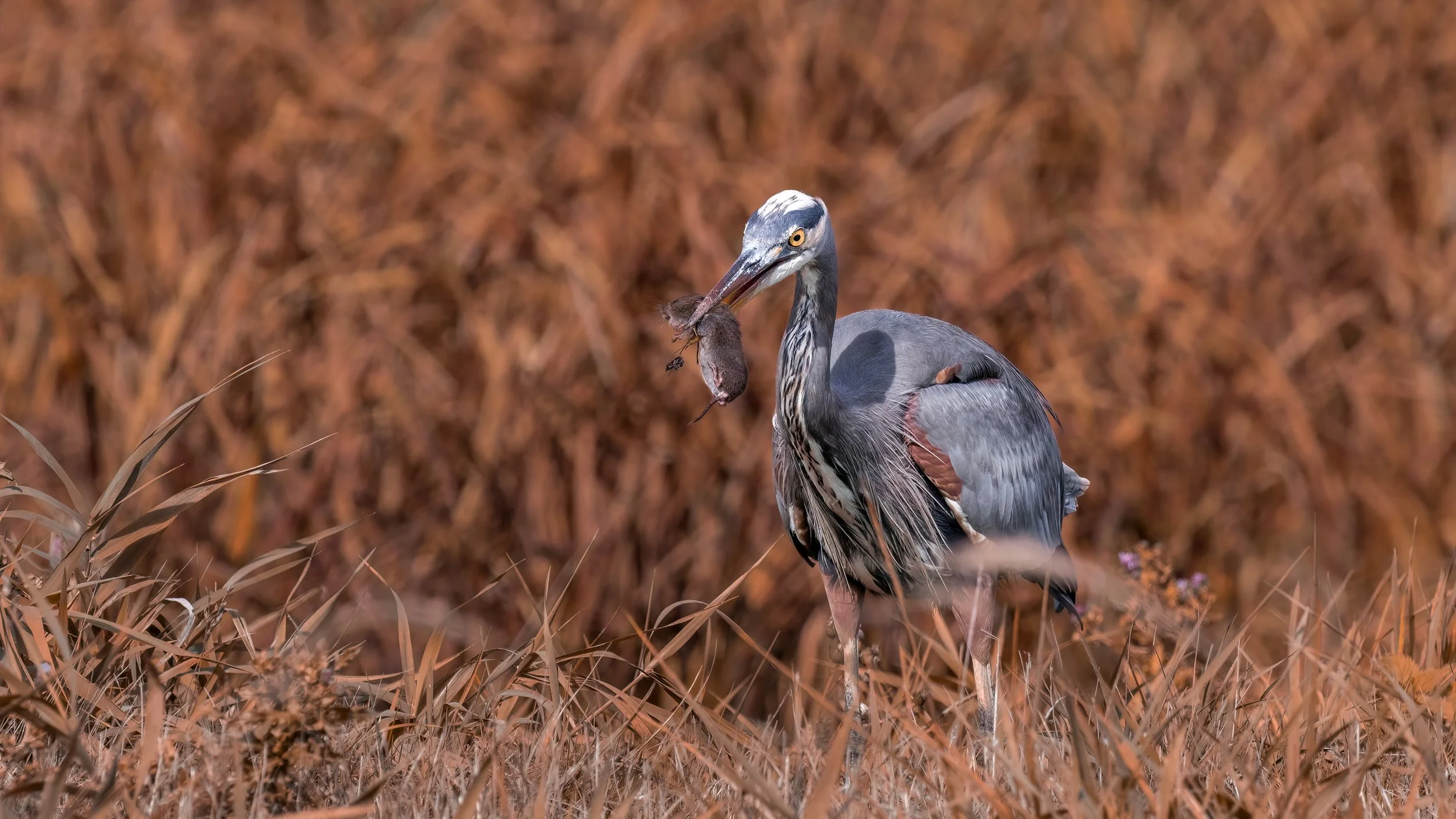 Old Photos new edits-1-11 - Copy - Copy.jpg