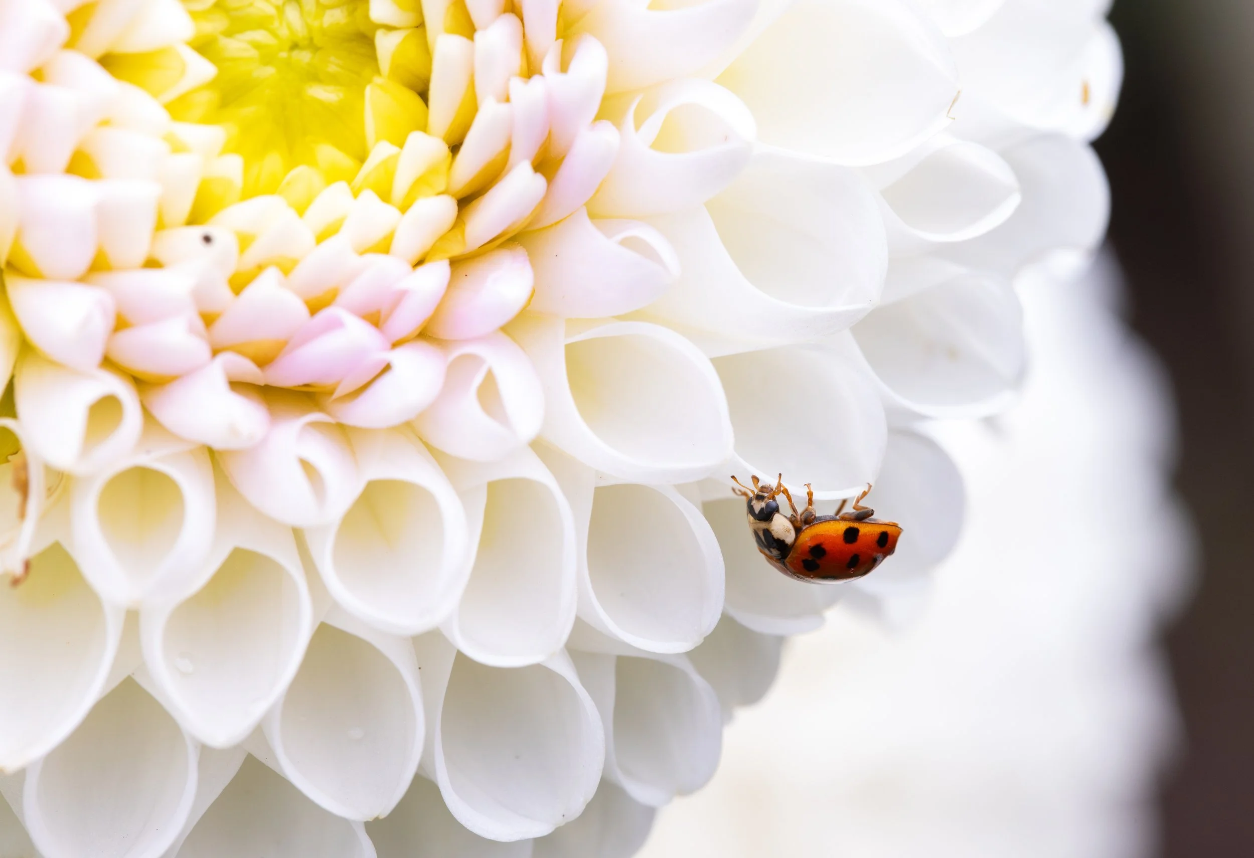 20230904-CI8A1921-Enhanced-NR - Copy.jpg