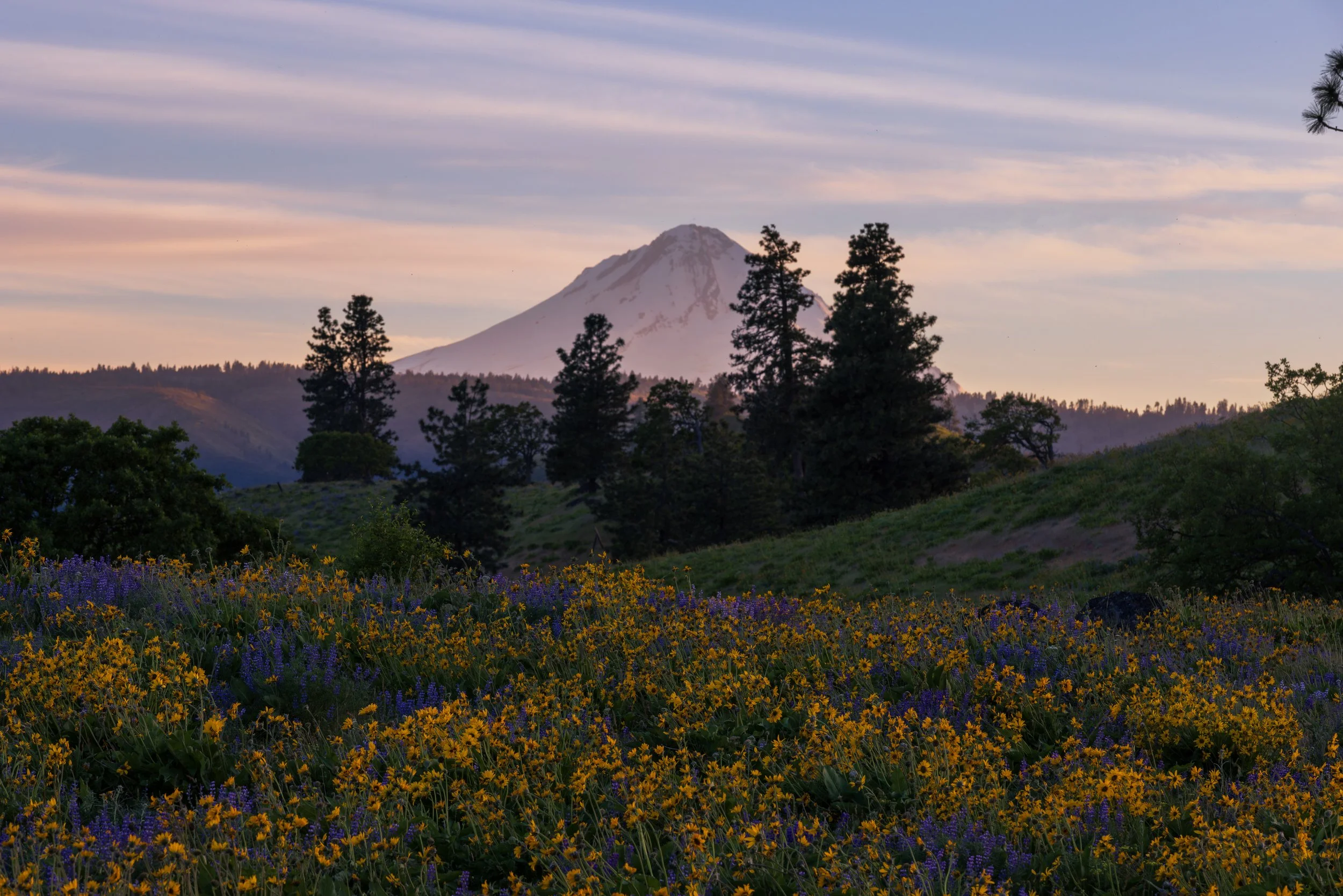 Wildflower Hikes 2025