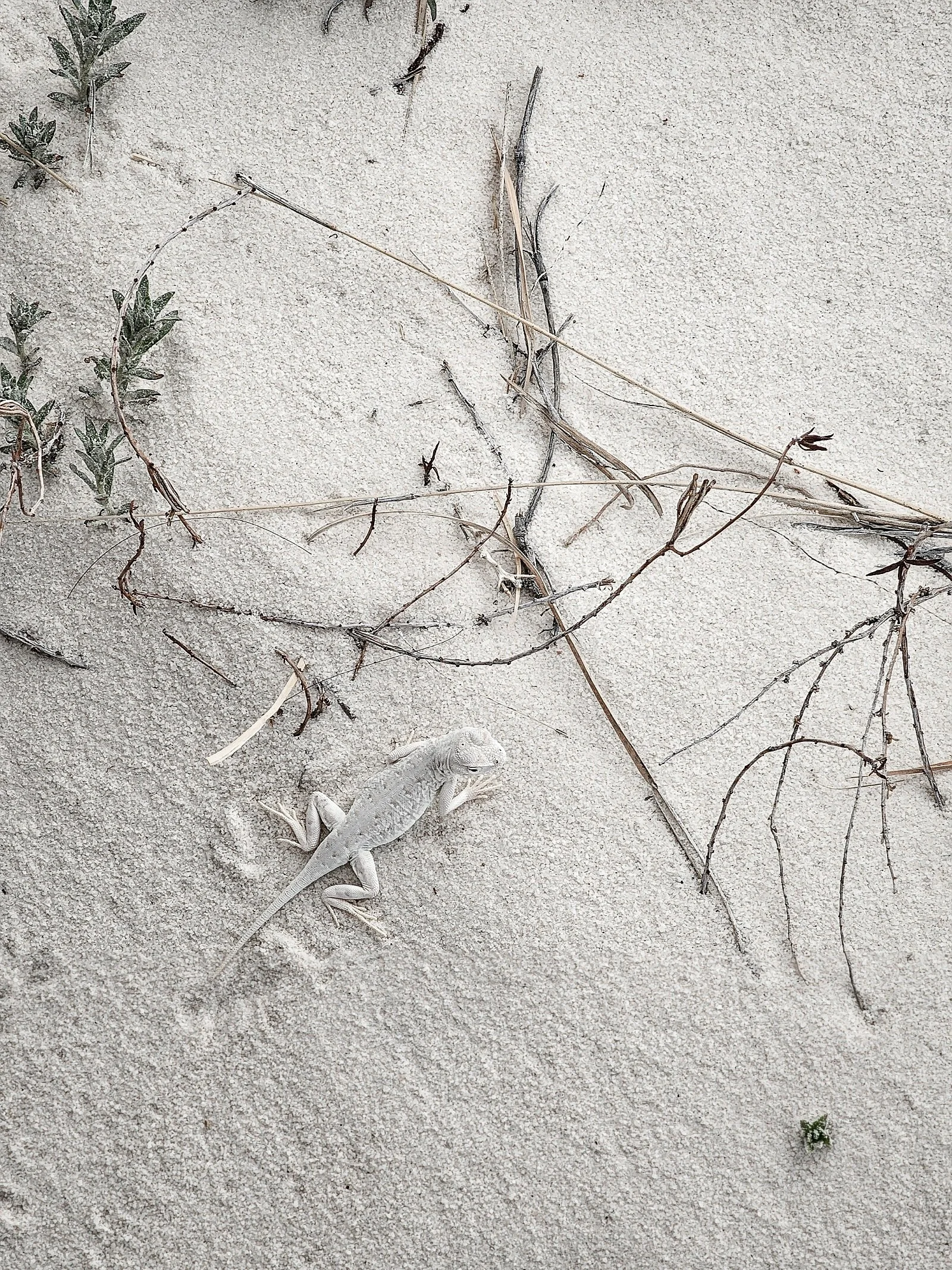 White Sands - April 2024-7.jpg