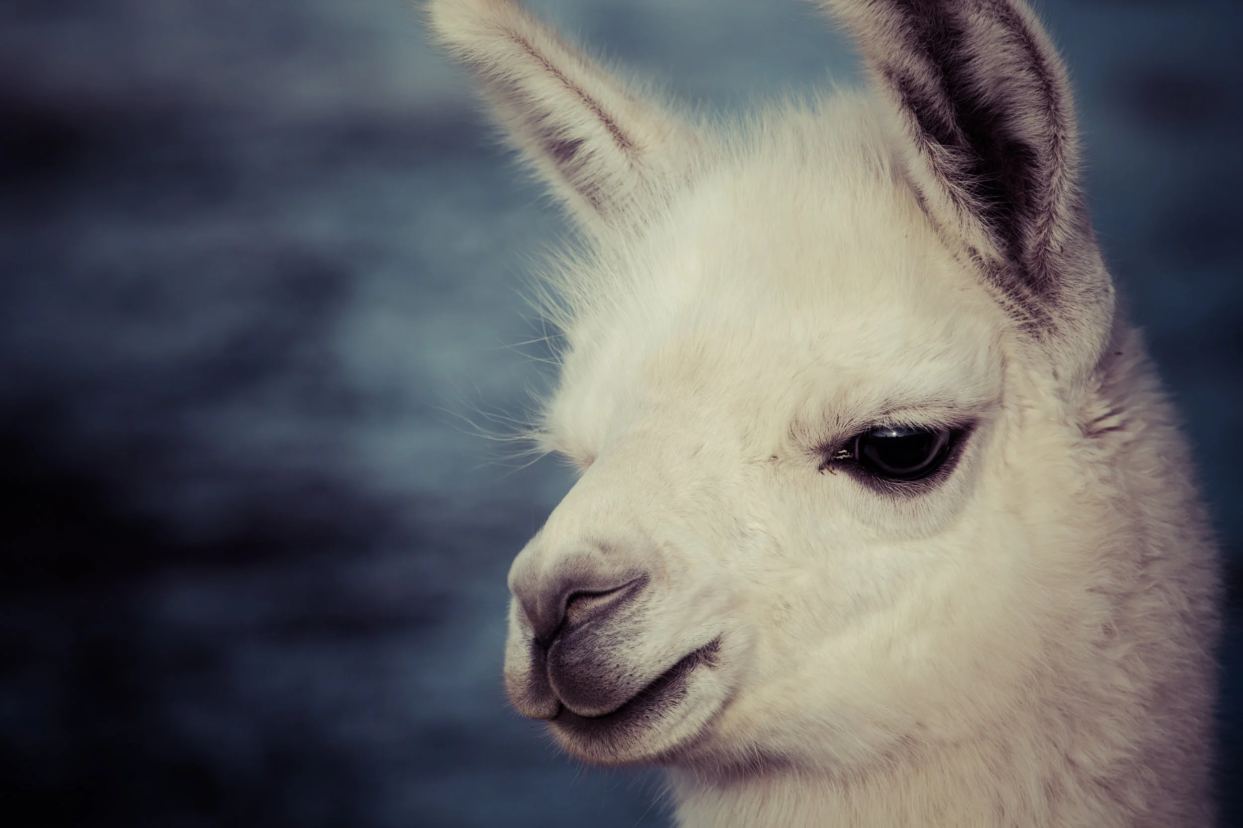 Llama_1.jpg