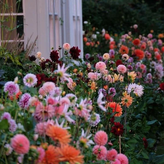 From the amazing garden of Charlie McCormick