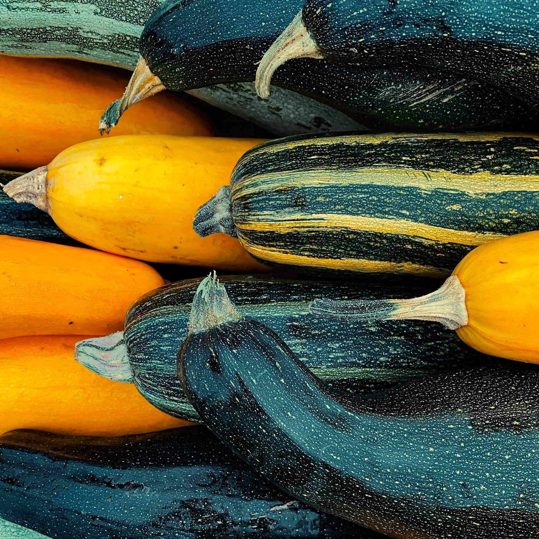 Zucchini, Eggplant, Pepper