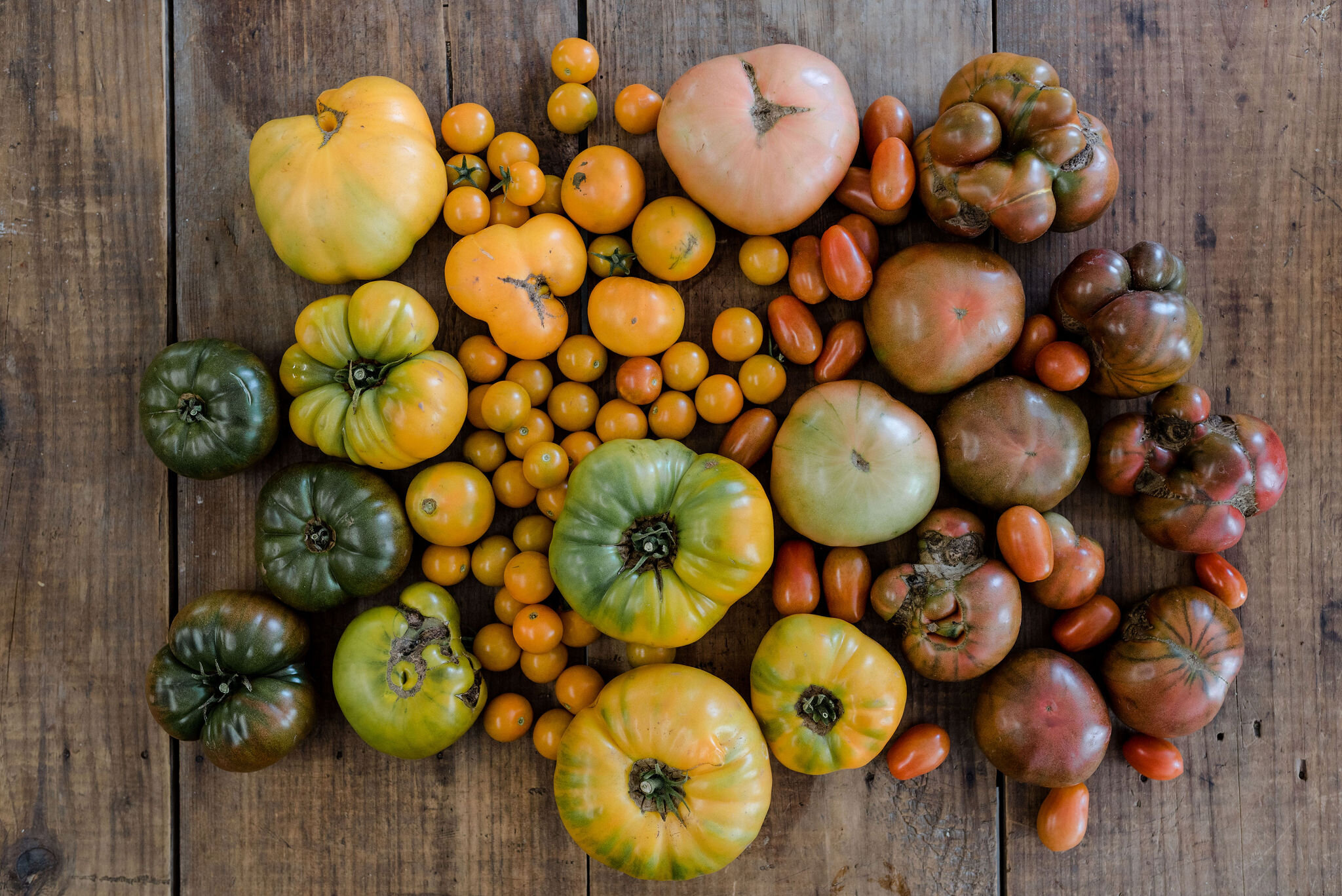 somewhere-in-time-farm-2019-08-harvest-market-tomatoes-lawrence-braun-0074-LFB_8041.jpg