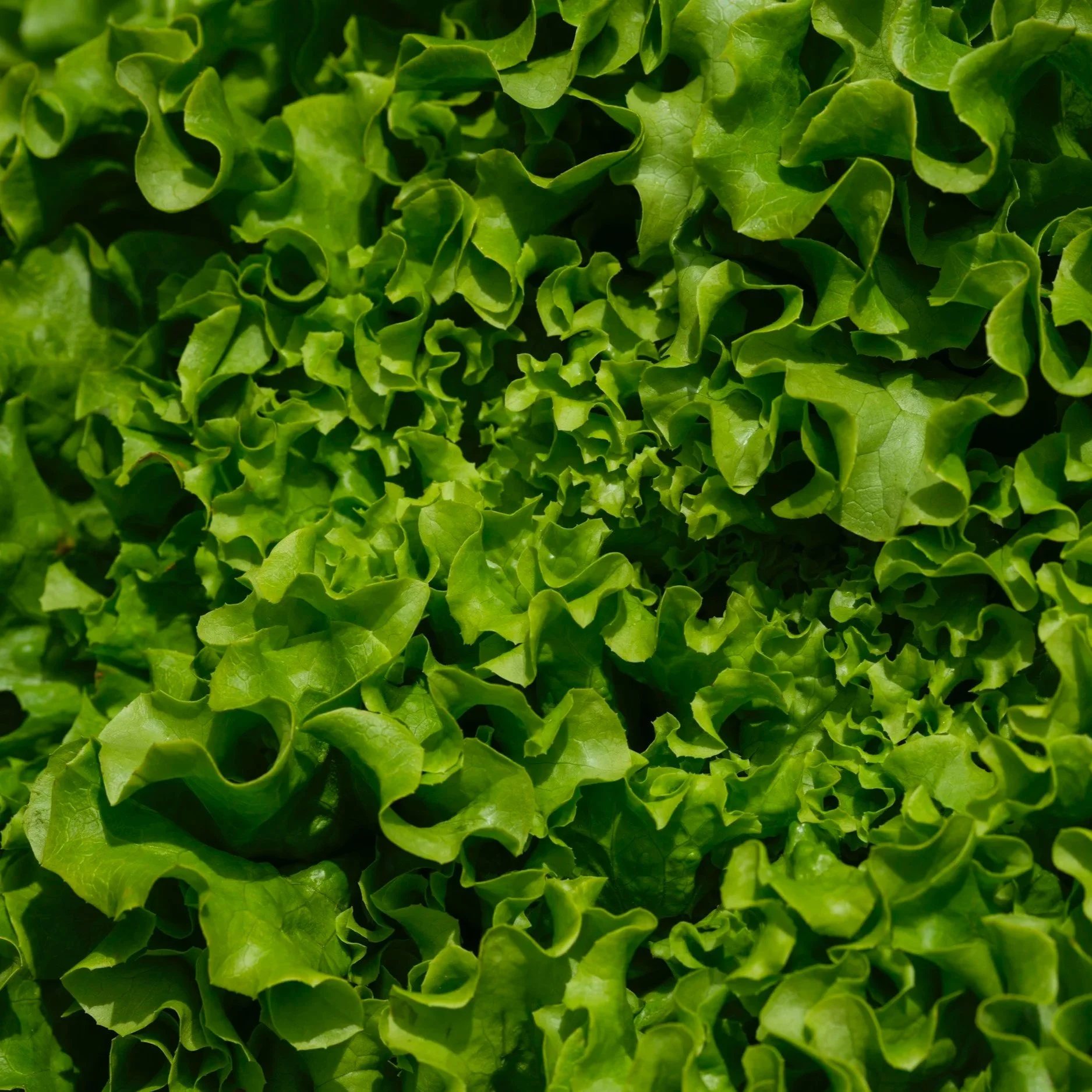 Greens