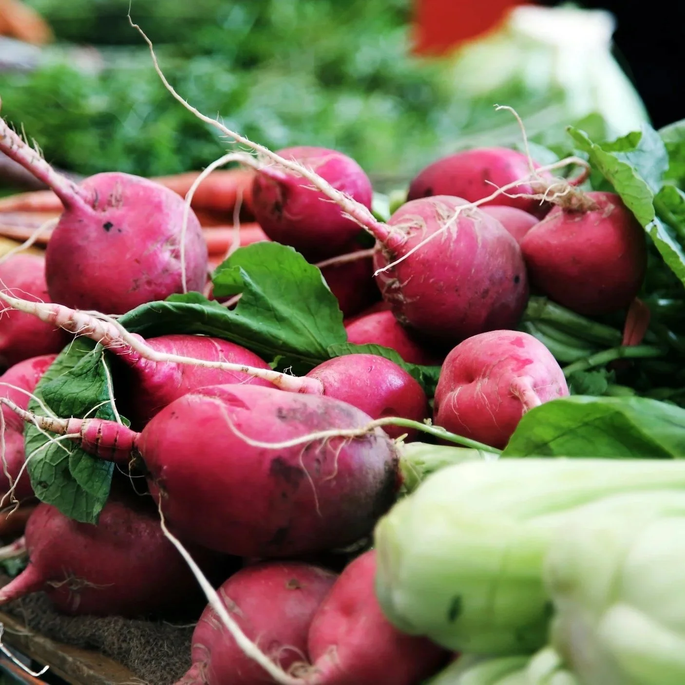 Roots, Kohlrabi, Fennel, Cabbage