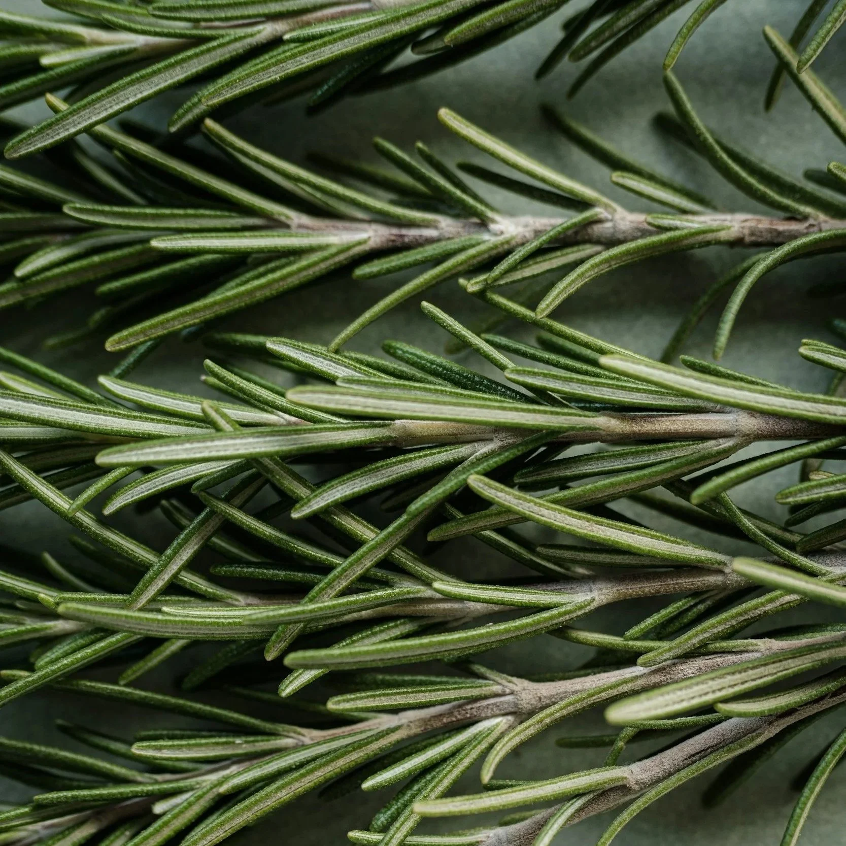 Herbs