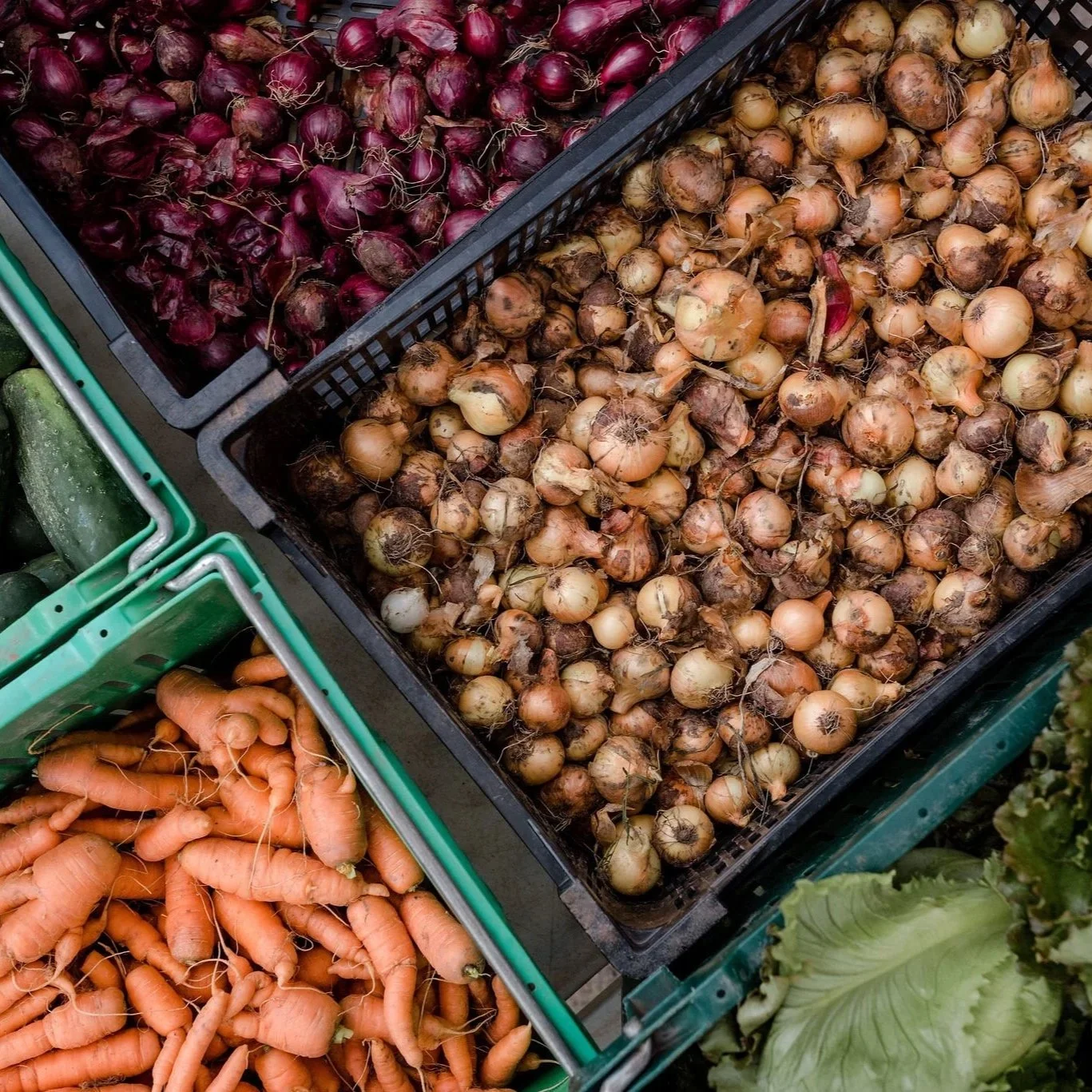 somewhere-in-time-farm-2019-08-harvest-market-tomatoes-lawrence-braun-0072-LFB_8030.jpg