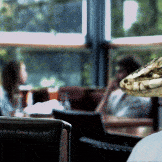 DinnerLizards.gif