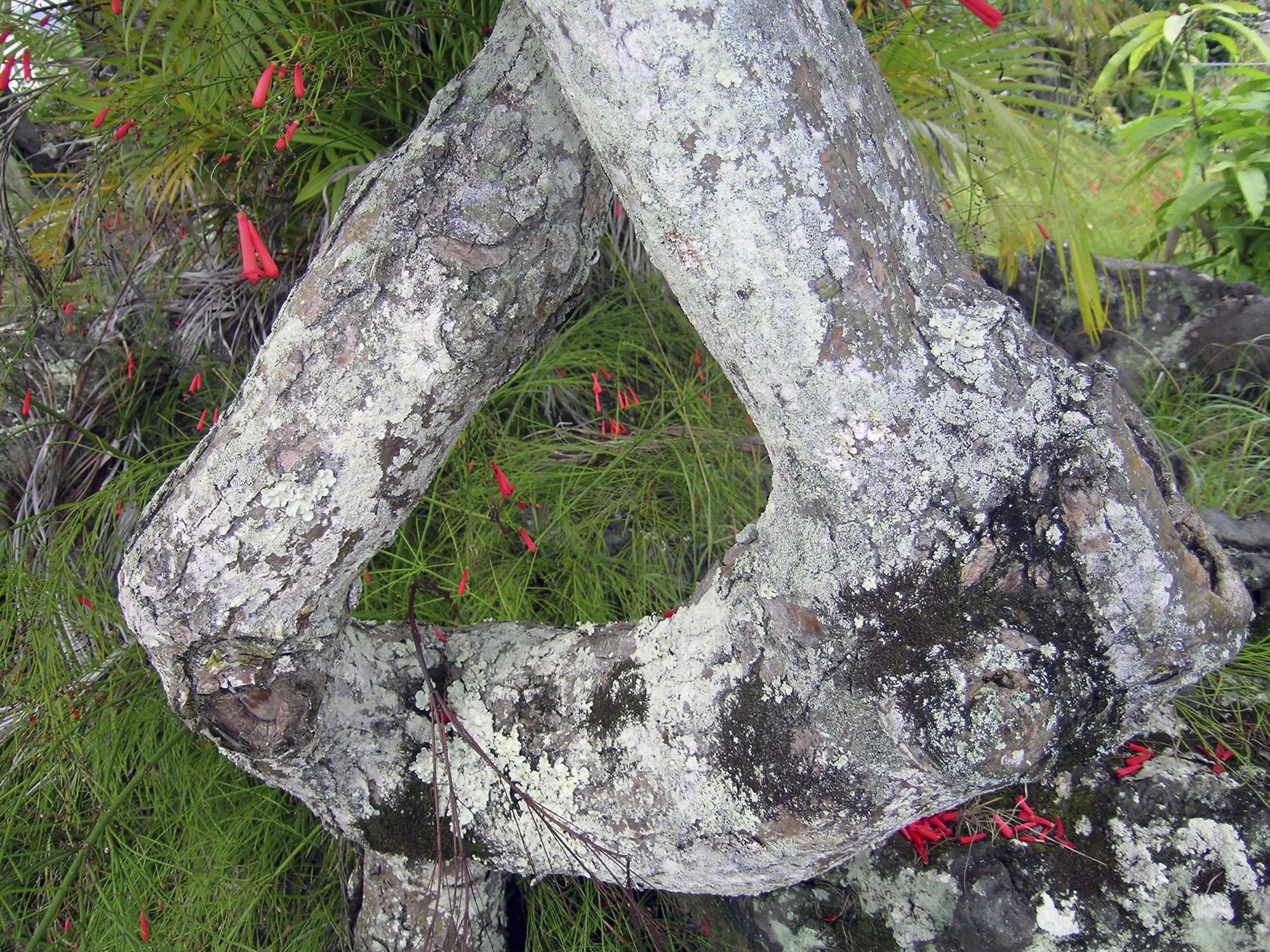 Camouflage 5.jpg