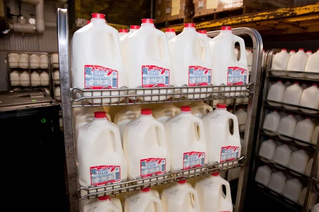 A metal rack filled with rows of white plastic gallon jugs of milk with red caps, some with red and white labels..jpg