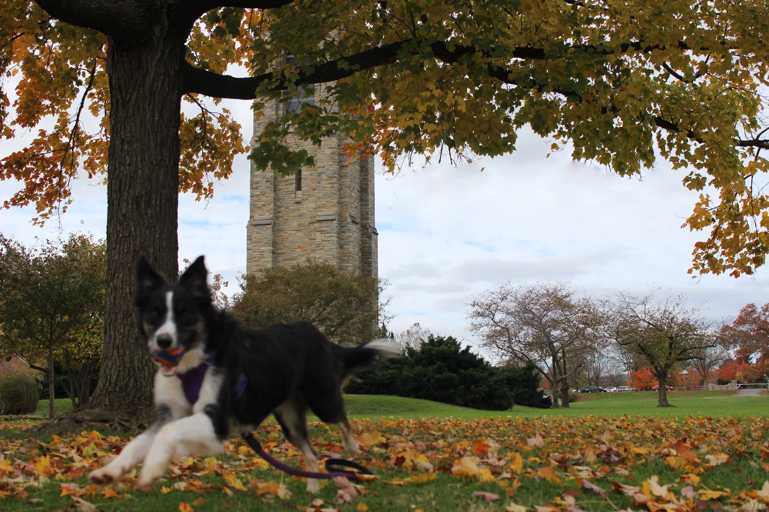Holiday Shopping in Frederick: for the Pet-Lover