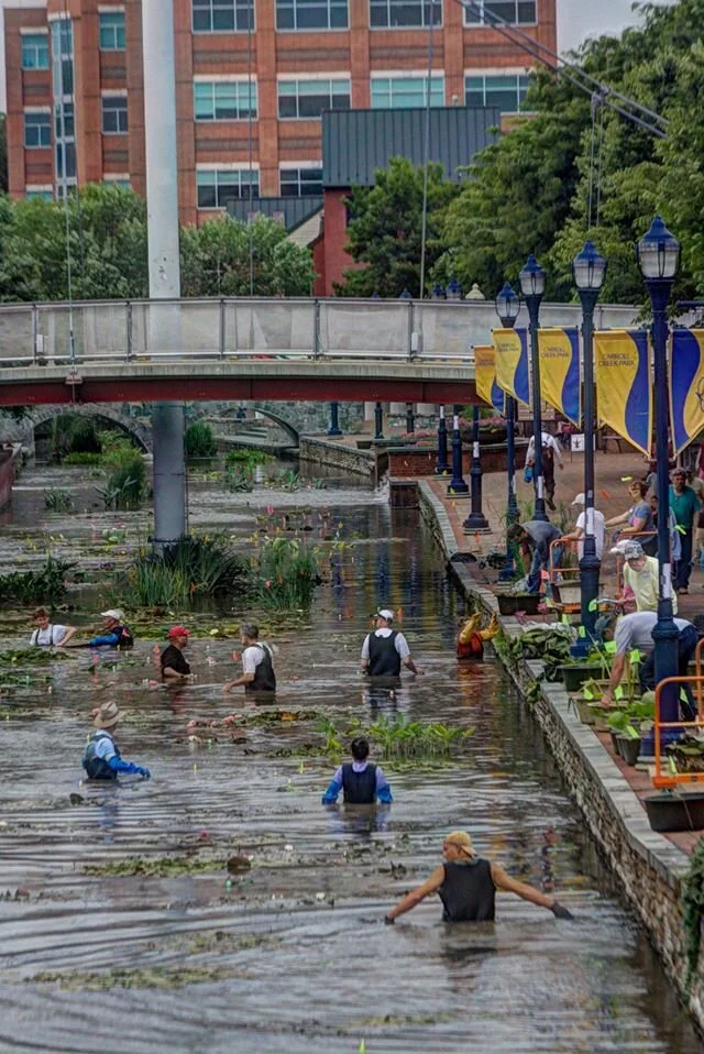 People are wading in a river filled with aquatic plants and debris, appearing to participate in a cleanup or planting event under a bridge.