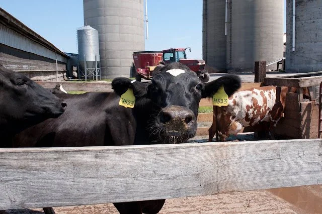 Pic 12 cow.jpg
